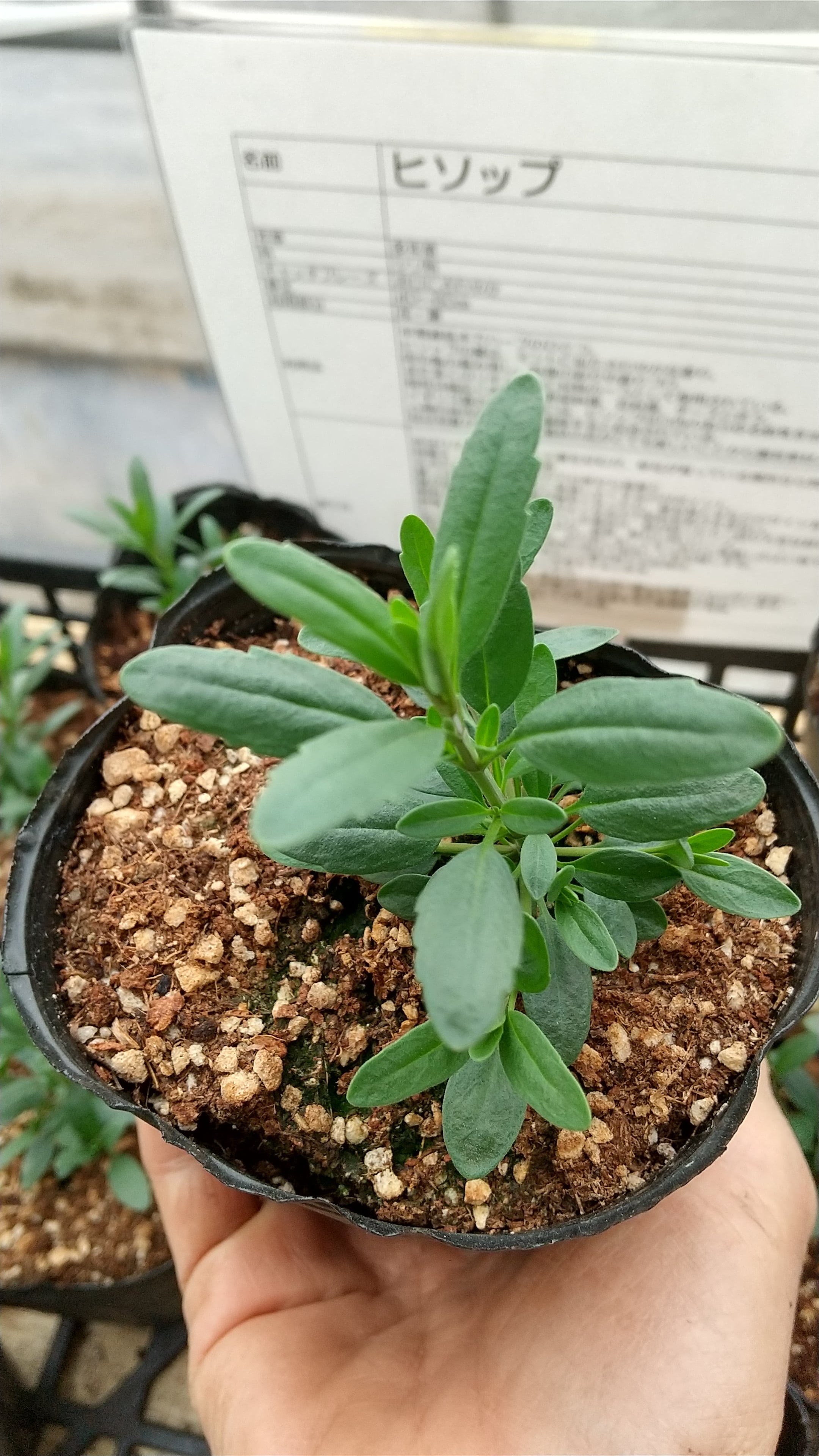 ヒソップ苗 農薬化学肥料不使用 廣田農園 廣田農園baseストア鳥部 ヒソップ苗 農薬化学肥料不使用 廣田農園 廣田農園baseストア鳥部