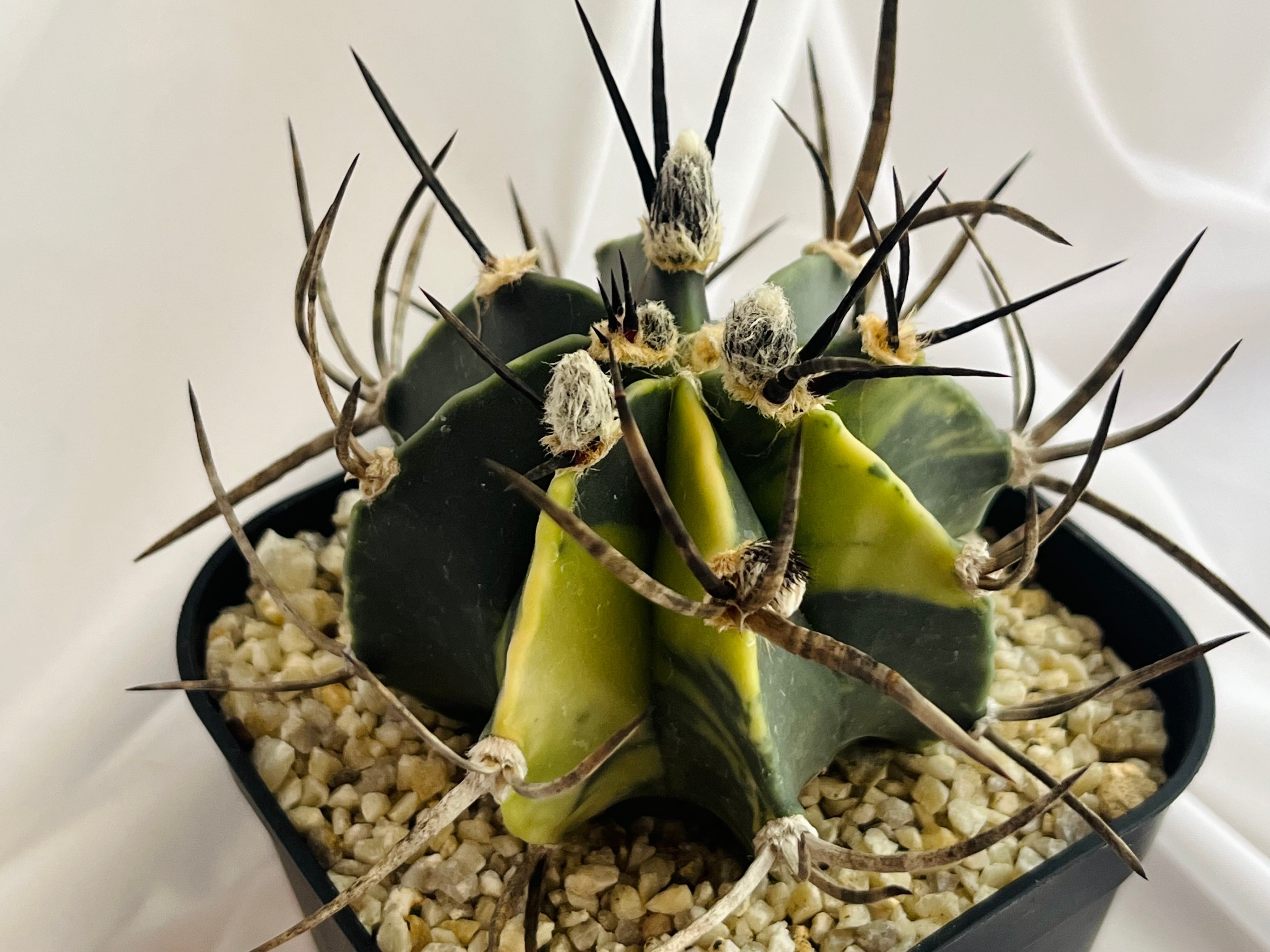 Astrophytum capricorne f.variegata アストロフィツム 大鳳玉錦