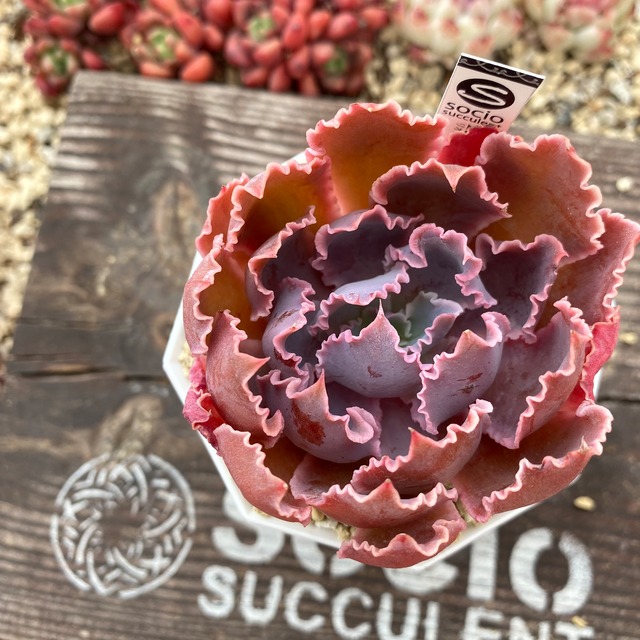 socio⭐︎リオンブレーキ