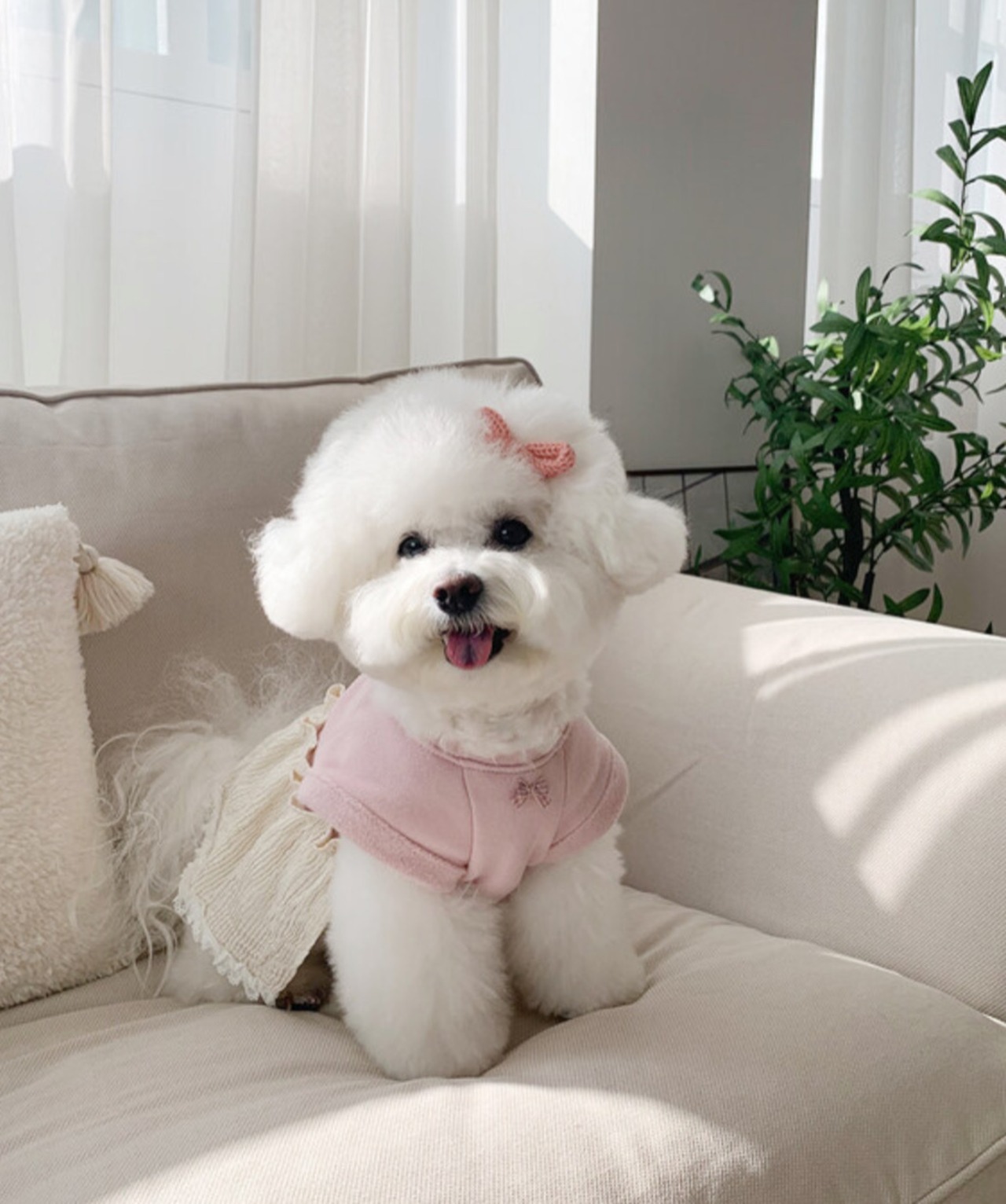 予約  【bowbow】  クレームドレス    (ピンク)