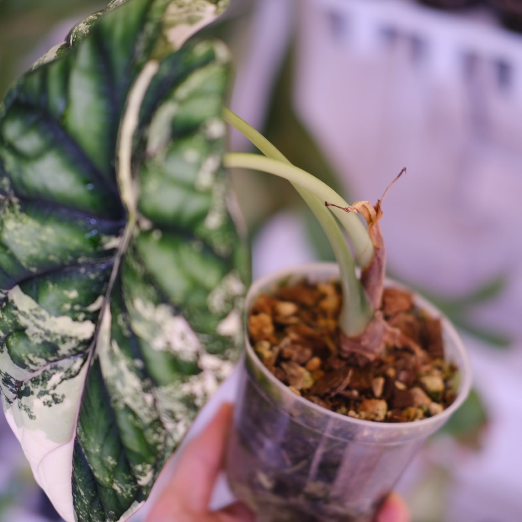 Alocasia dragon scale varigated⑤│アロカシア ドラゴンスケール 斑