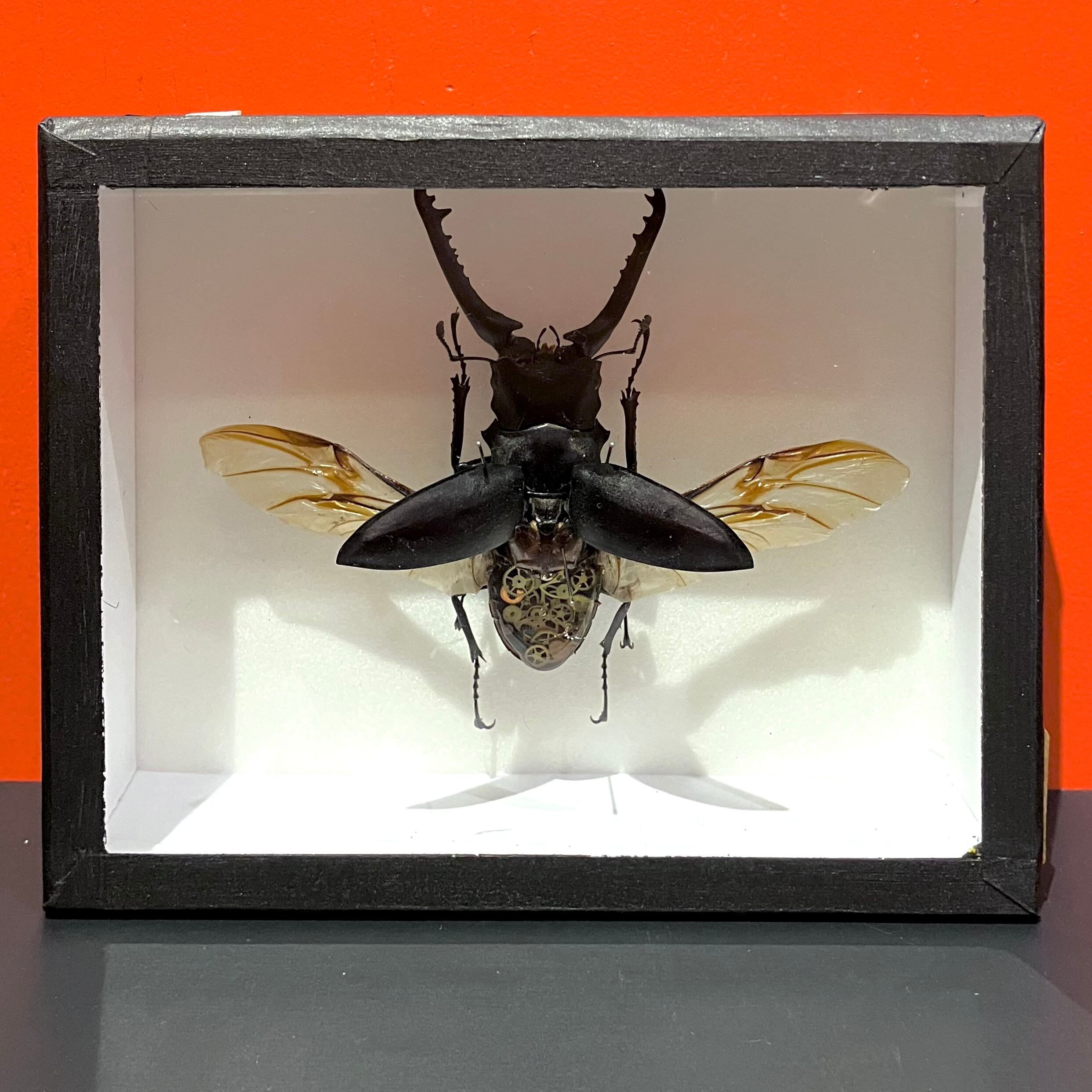 うつせみ標本屋】機械仕掛けの昆虫標本 11 | HOW HOUSE