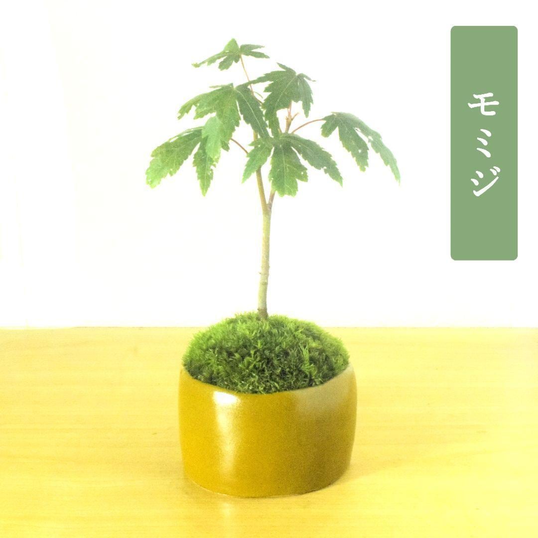 瓜膚楓（ウリハダカエデ）盆栽 SS003