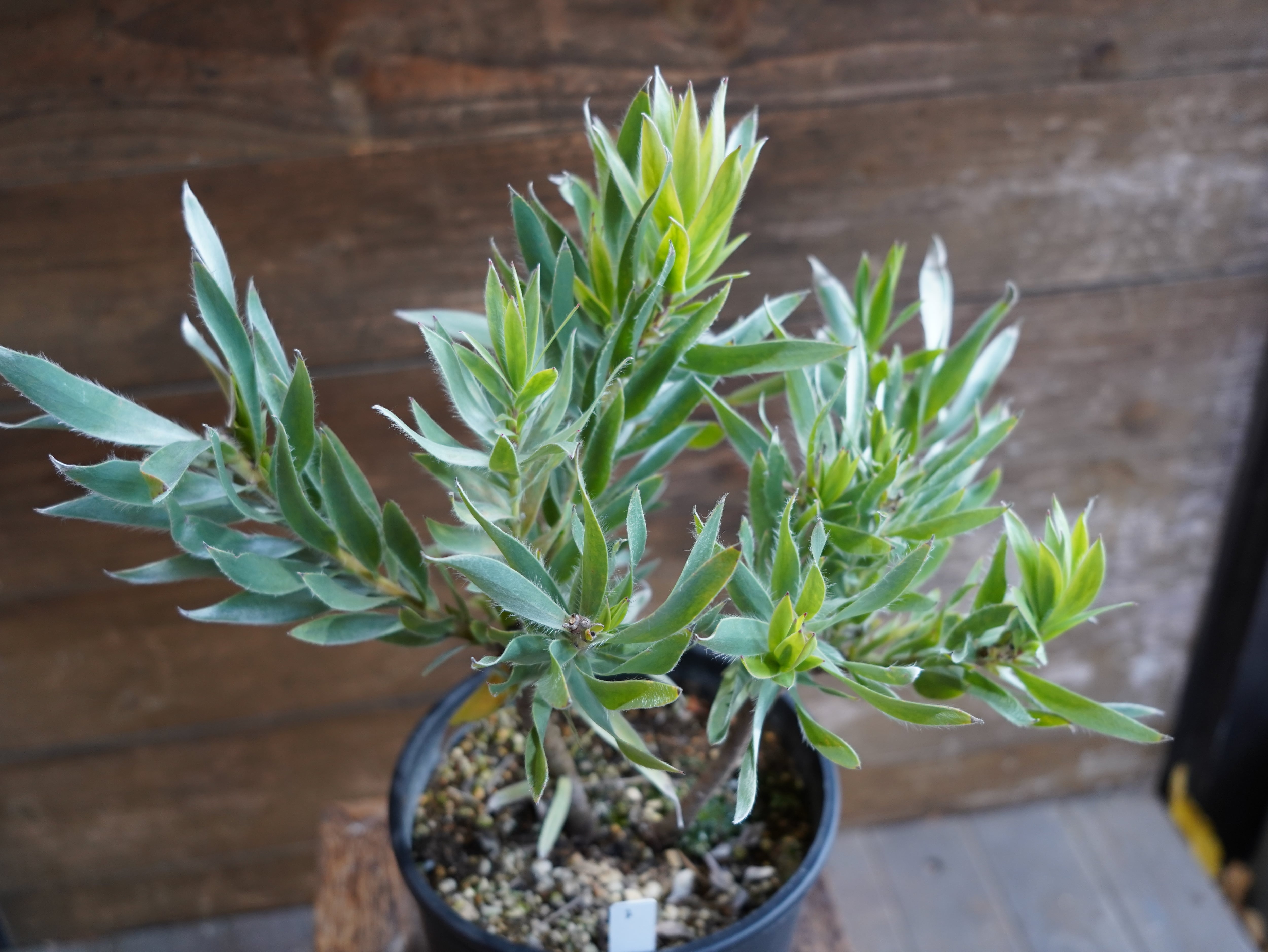 【現物】リューカデンドロン　”シルバーアフリカーナ”　B