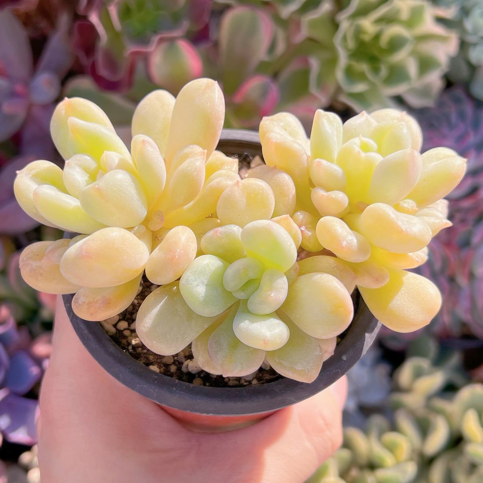 現品　ビルゲイツ#266　群生　るる農園