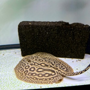 クロコダイルスティングレー♂