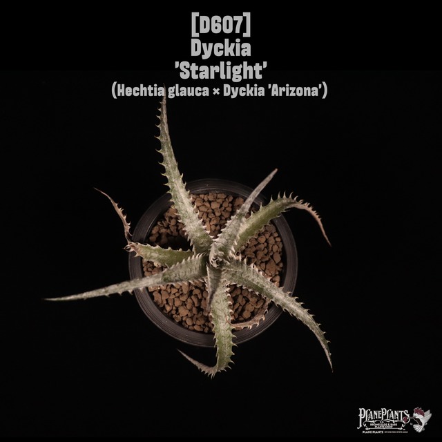 【送料無料】Dyckia 'Obsidian' x macedoi #3 Panus Hybrid〔ディッキア〕現品発送D0462