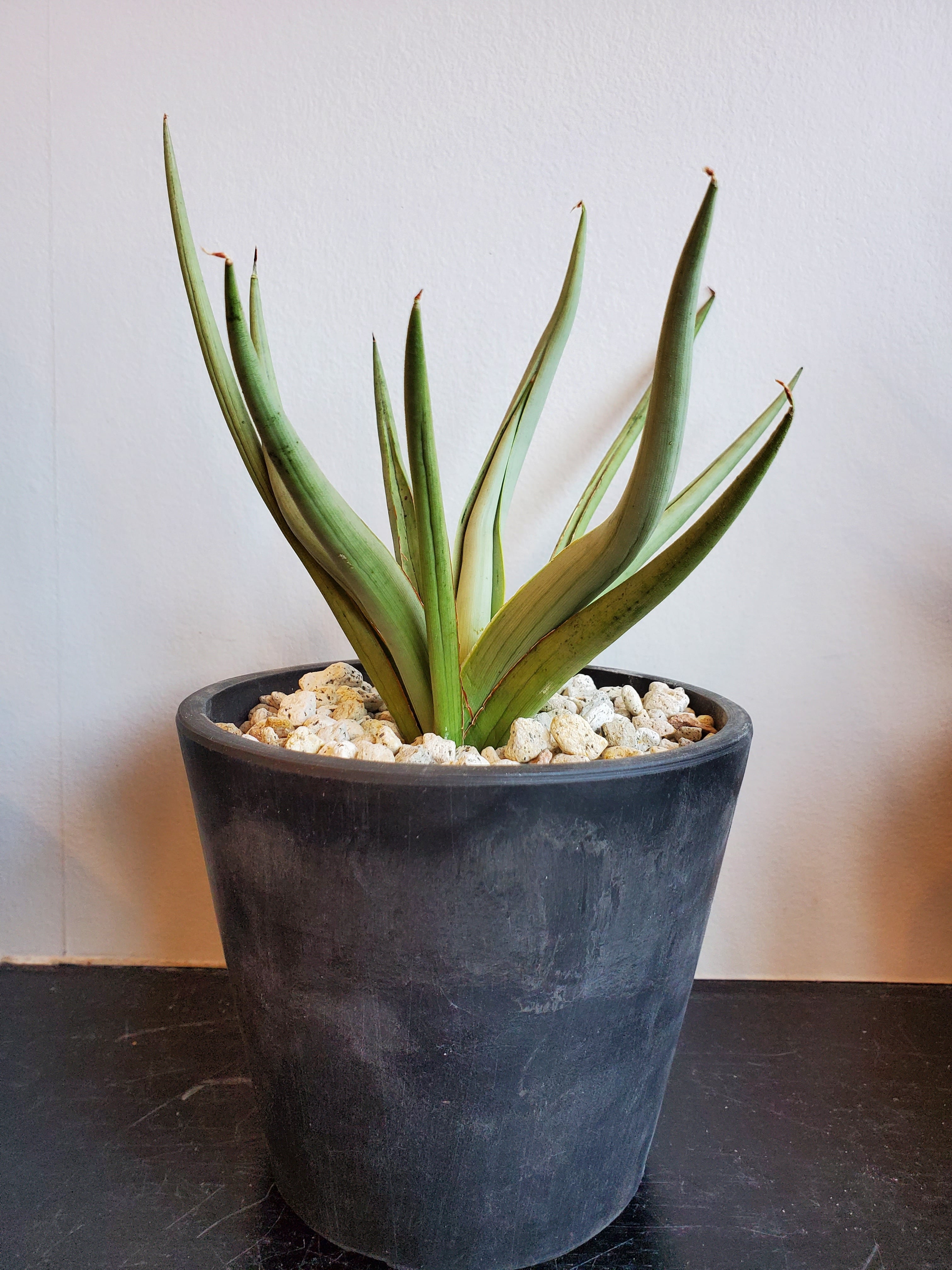 Sansevieria Dancing dragon【artPLANTs】サンスベリア Sansevieria Dancing dragon【artPLANTs】サンスベリア