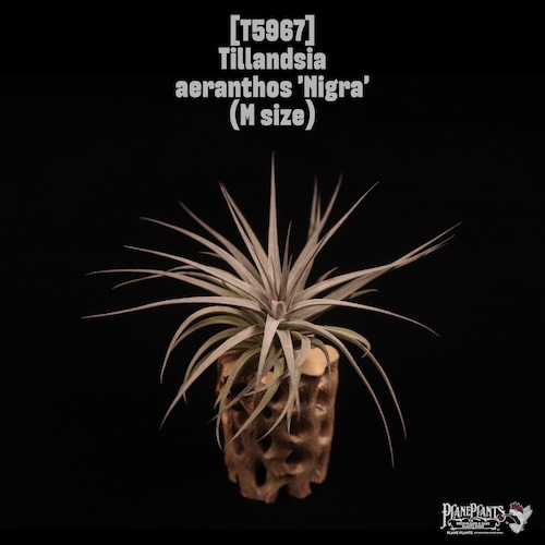 Tillandsia aeranthos Nigra〔ティランジア〕T5967
