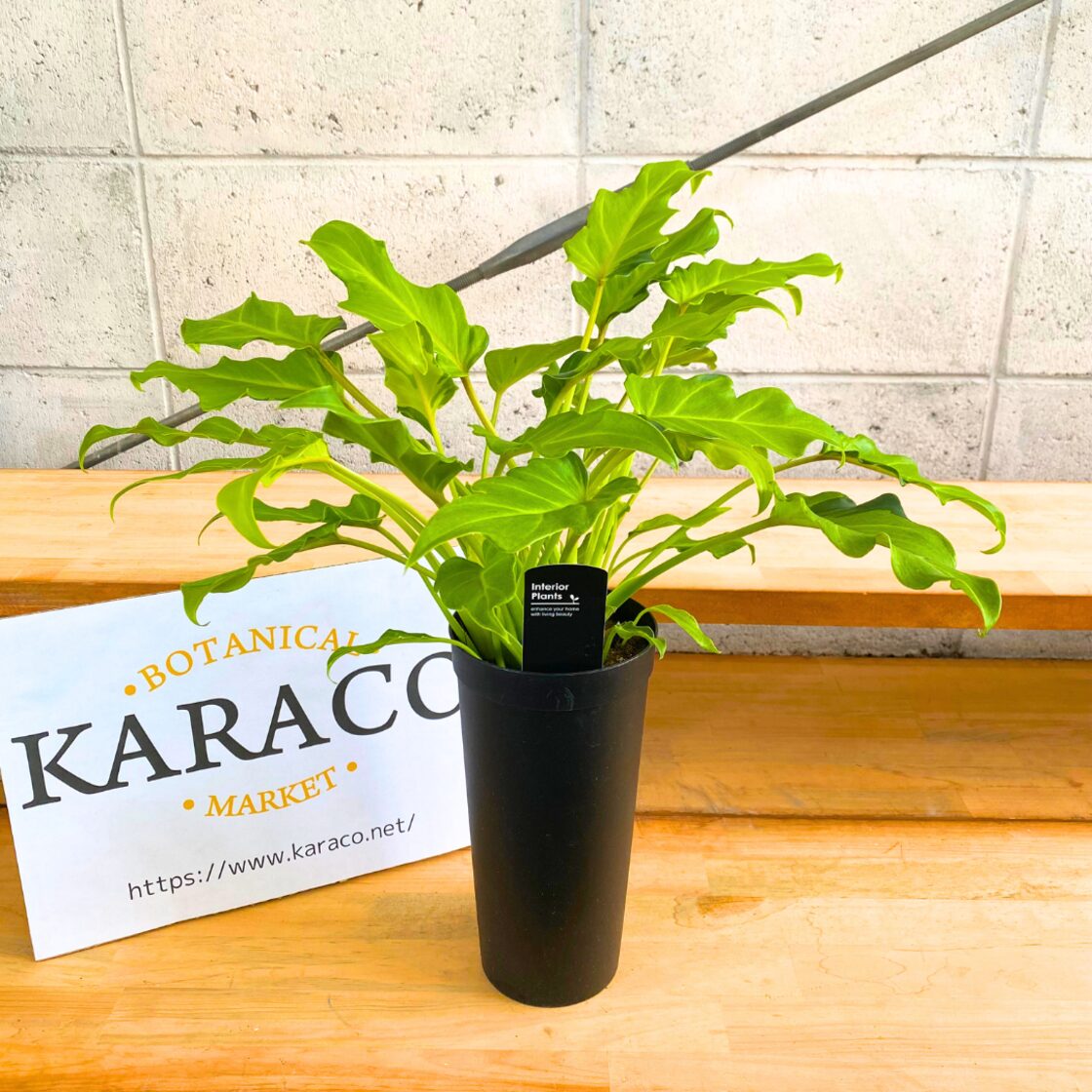 ☆フィロデン セロウム バリエガータ☆3号鉢☆希少☆ フィロデンドロン