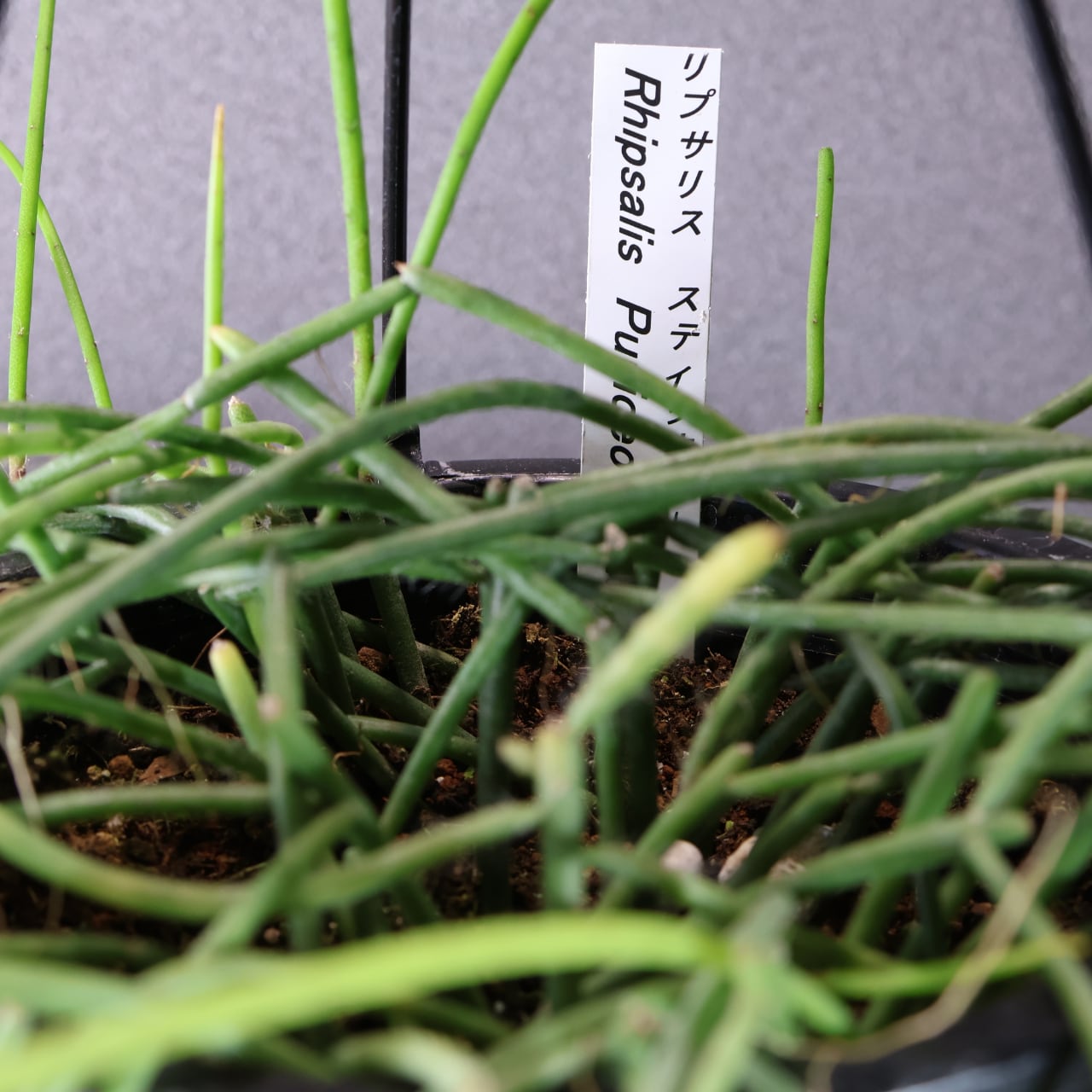 540『リプサリス スティッキリー』観葉植物【送料無料】 | MARX PLANTS