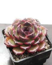 【PREMIUM】 抜き苗 アイスランドコーヒー Echeveria 'Iceland Coffee'