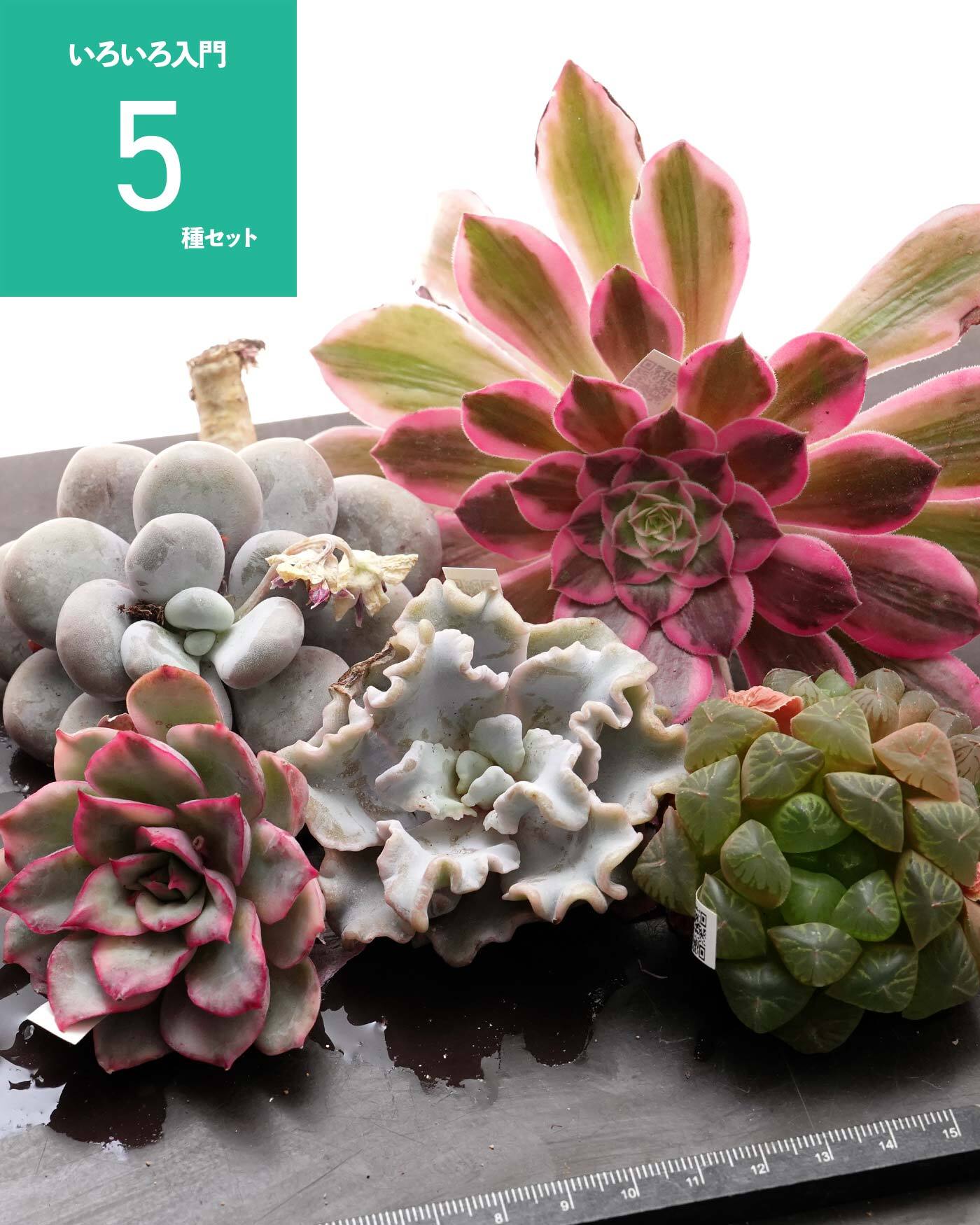 発根済カット苗 パープルバタフライ錦 Echeveria 'Purple Butterfly