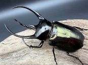 【WD】《ジャワコーカサスオオカブト 109mm ペア》