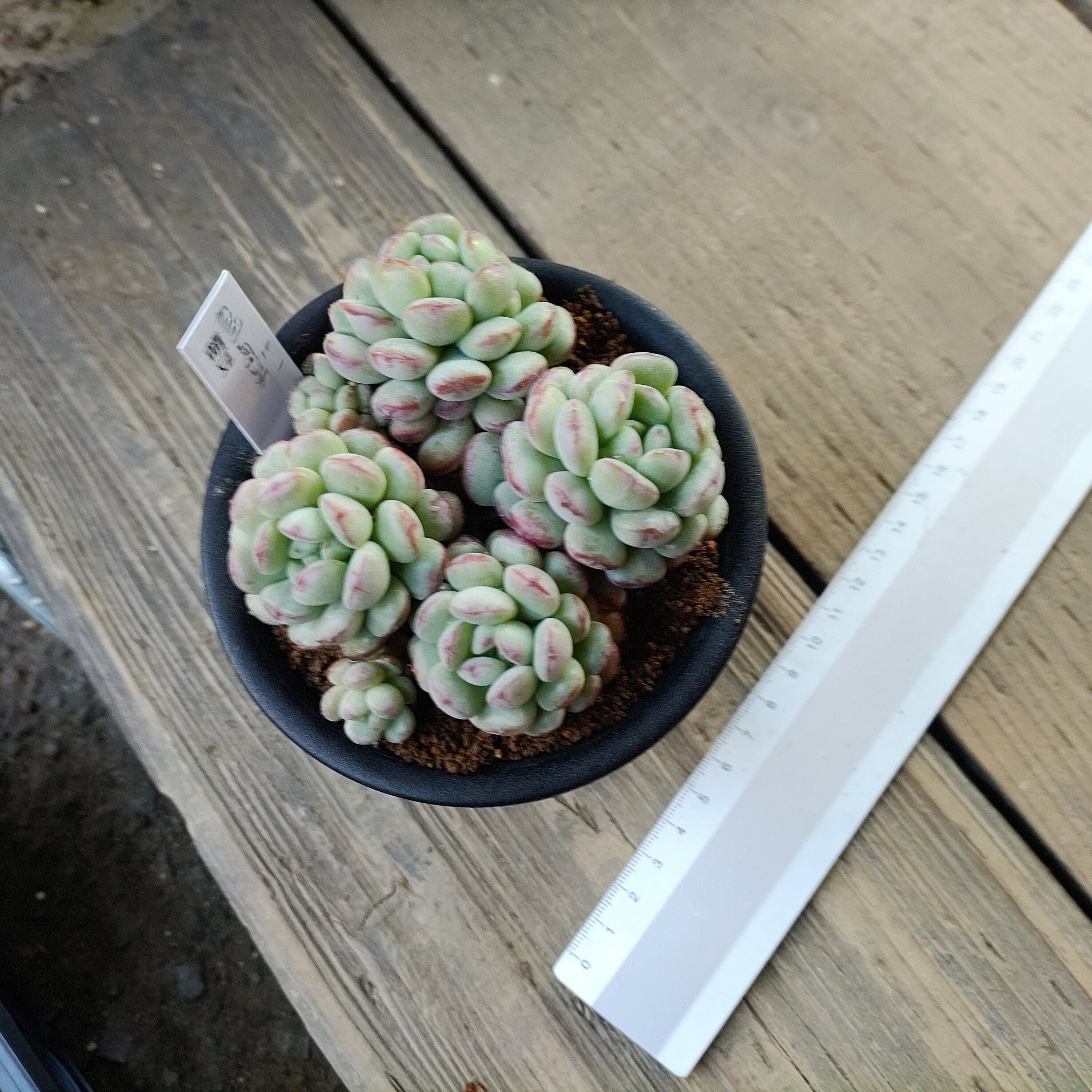 萌豆(B) | RuPo 多肉植物専門店