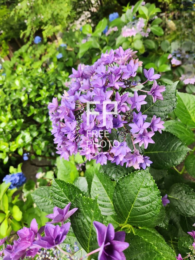 お花