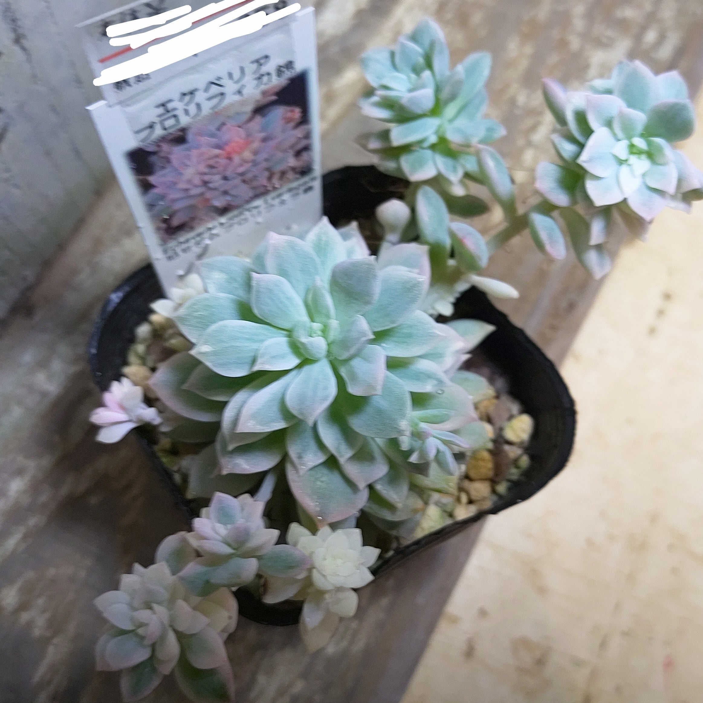 錦 | RuPo 多肉植物専門店