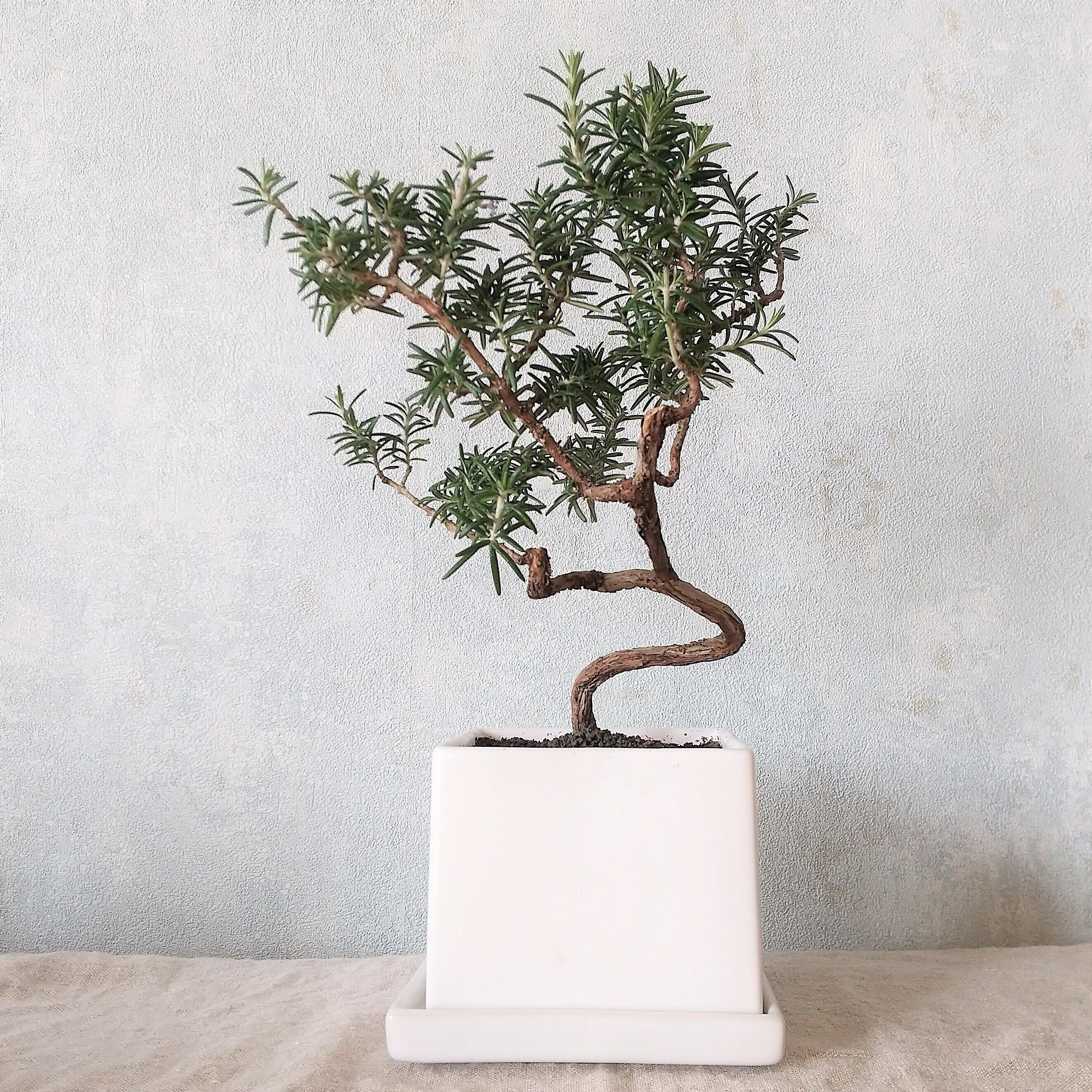 ローズマリー盆栽 サンタバーバラ Ps102 南アルプスのオリーブ畑 ながら