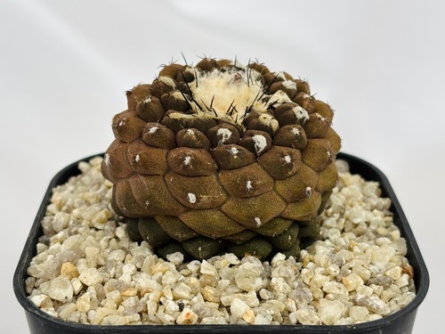 Copiapoa hypogaea　コピアポア　ヒポガエア　サボテン