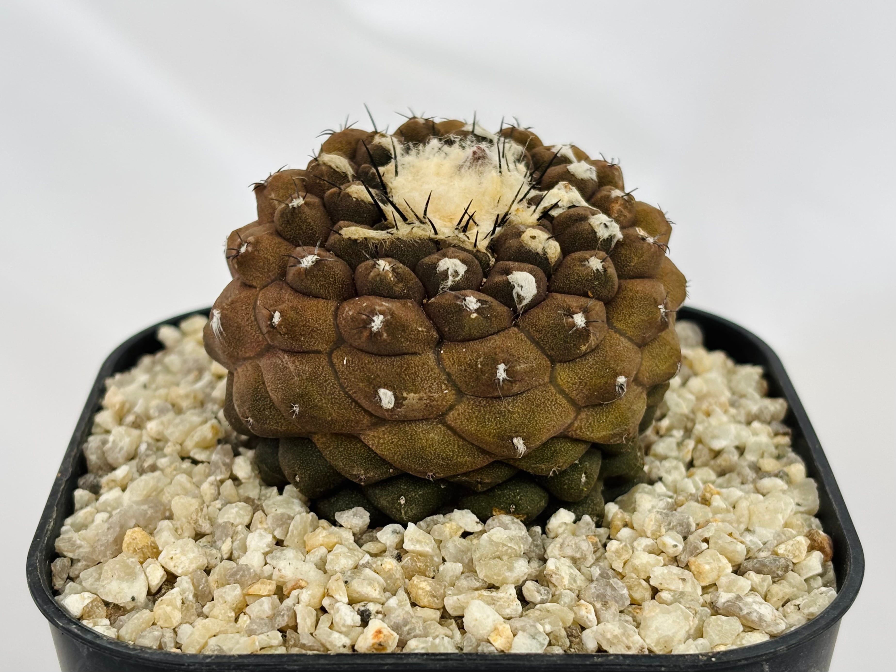 Copiapoa hypogaea コピアポア ヒポガエア サボテン
