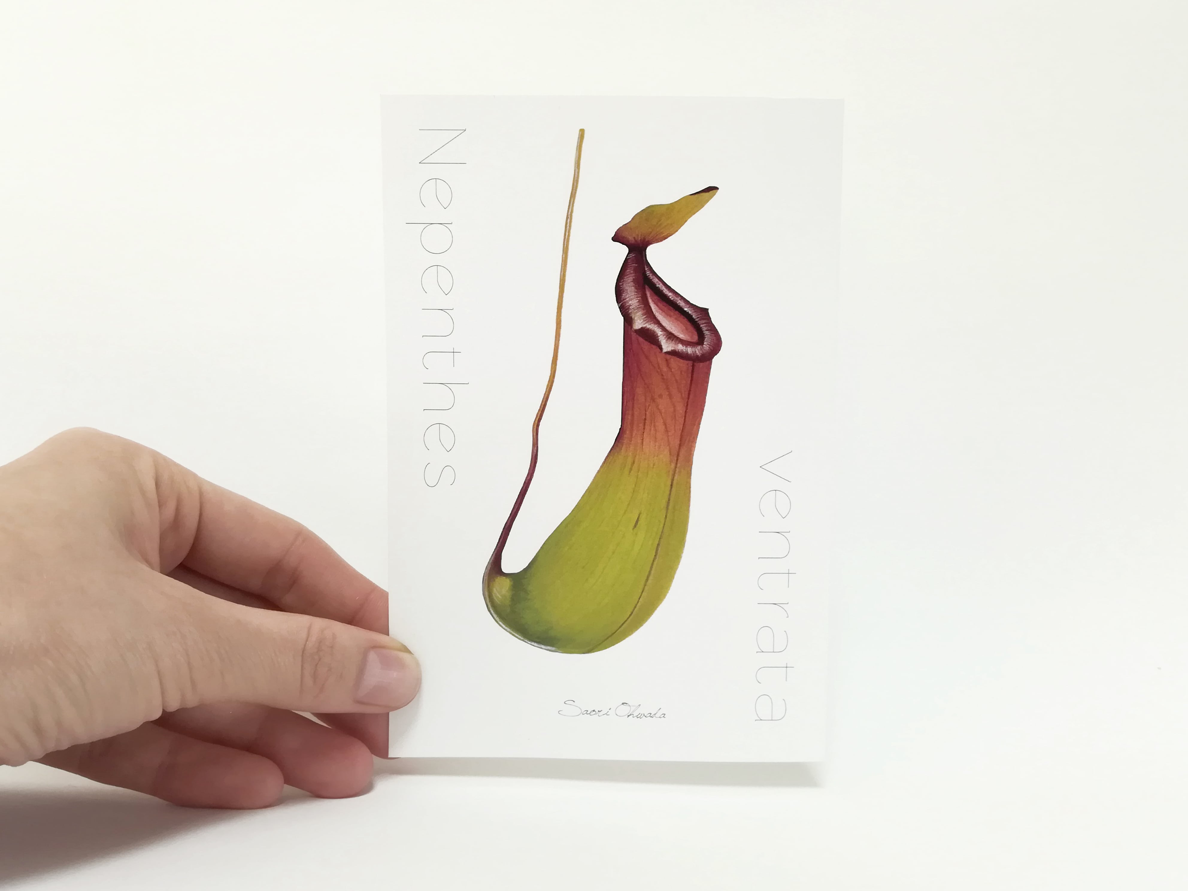 Nepenthes ventrata ポストカード