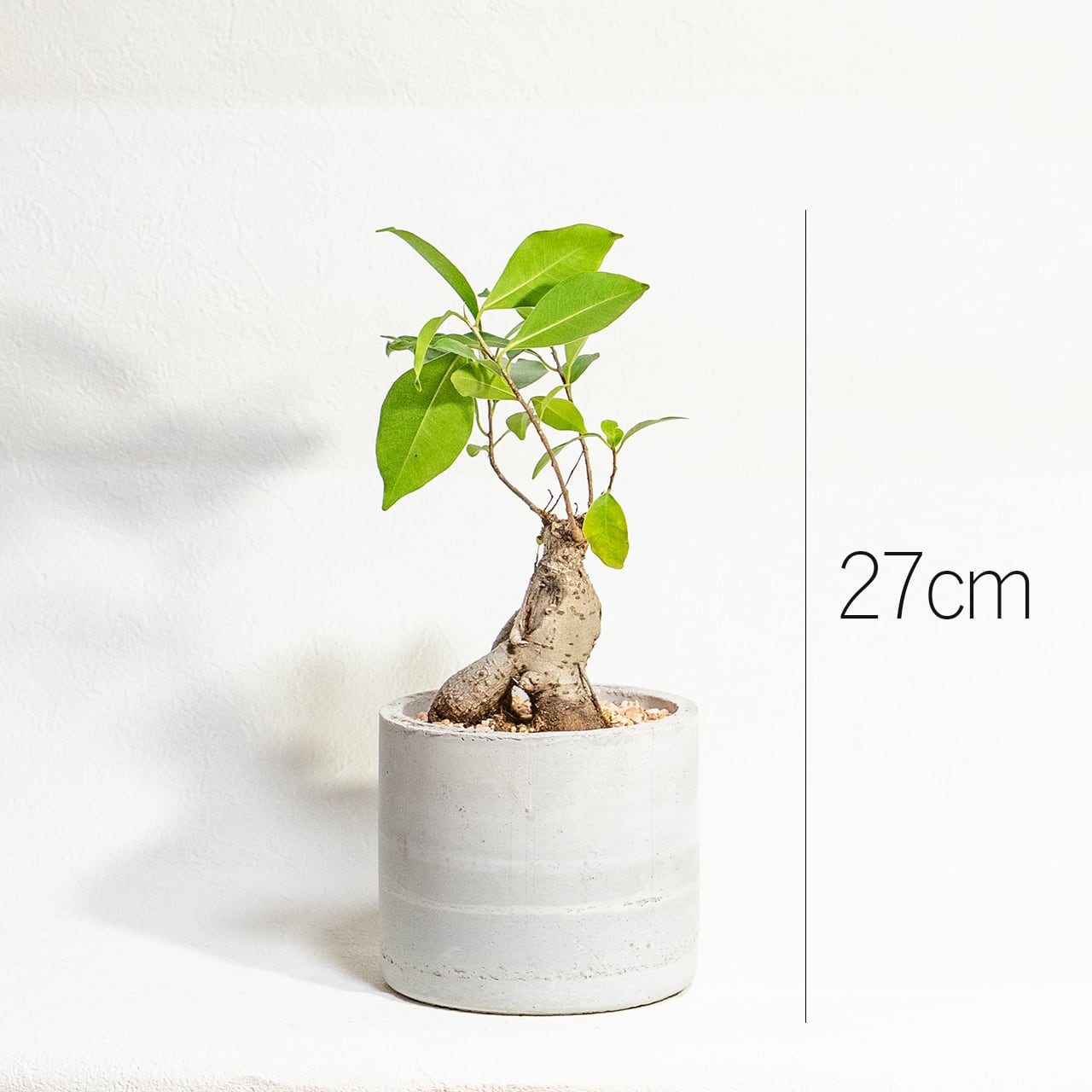 【力強く絡み合う太い根】個性的な樹形のガジュマル。植物を引き立てる無骨な手づくりモルタル鉢。根腐れを防ぐ独自配合の用土を使用|虫発生抑制/全国一律送料850円