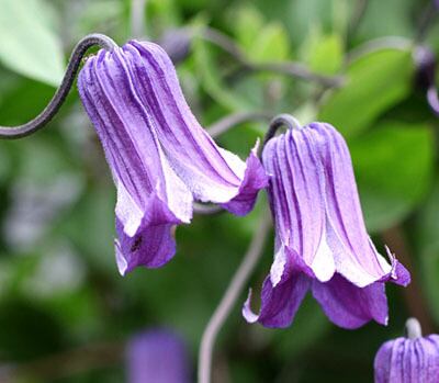 篭口 - ‘Roguchi’ - インテグリフォリア系　10-17