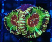 "BossCollection" Loadhowensis Frag 2