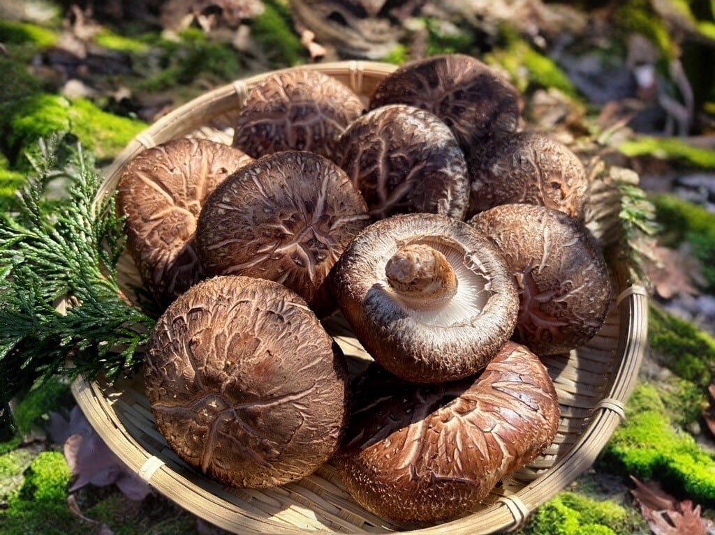 長野県南信州産 松茸 南信州産 天然松茸 185g 信州南相木産「天然