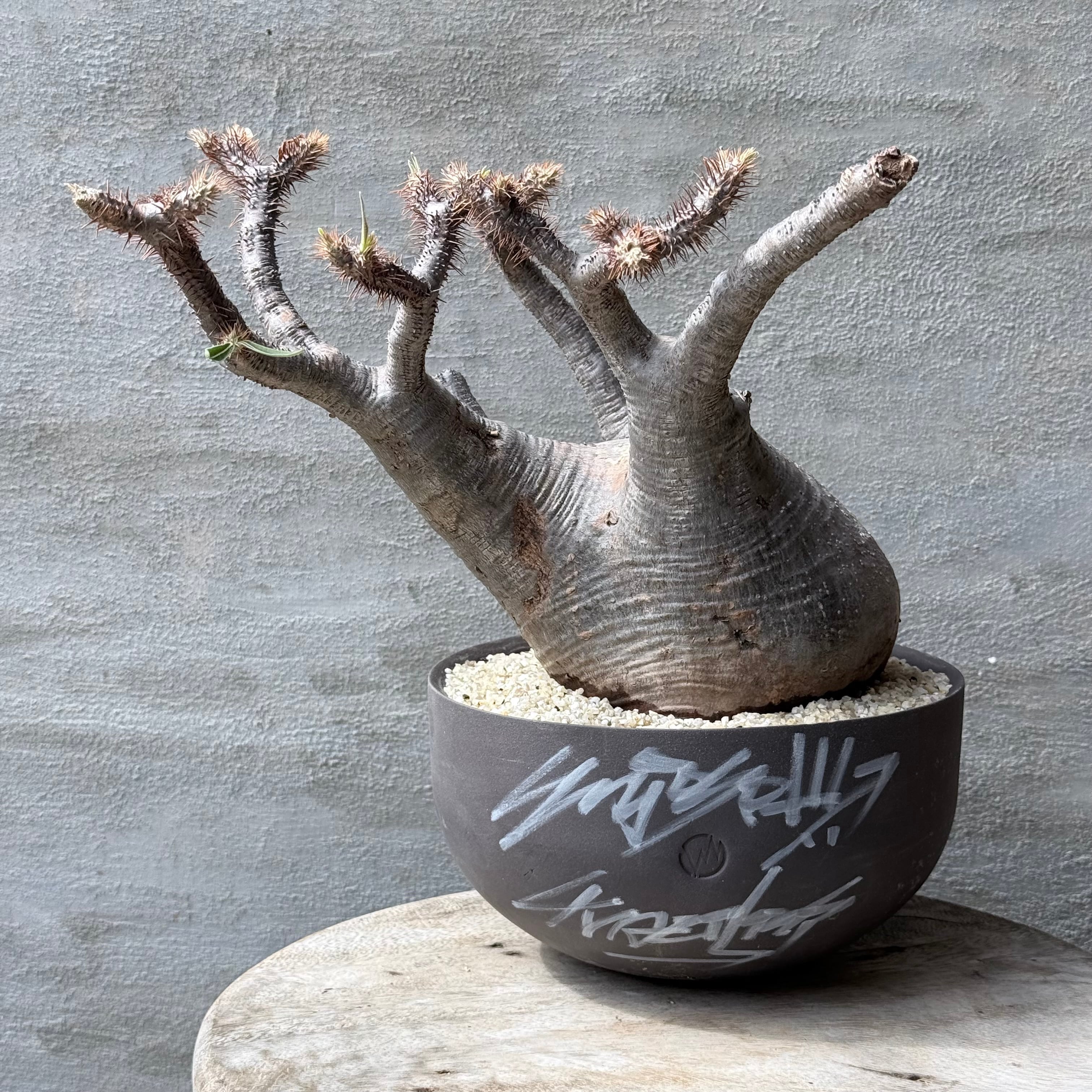 植物 | A-PLANTS
