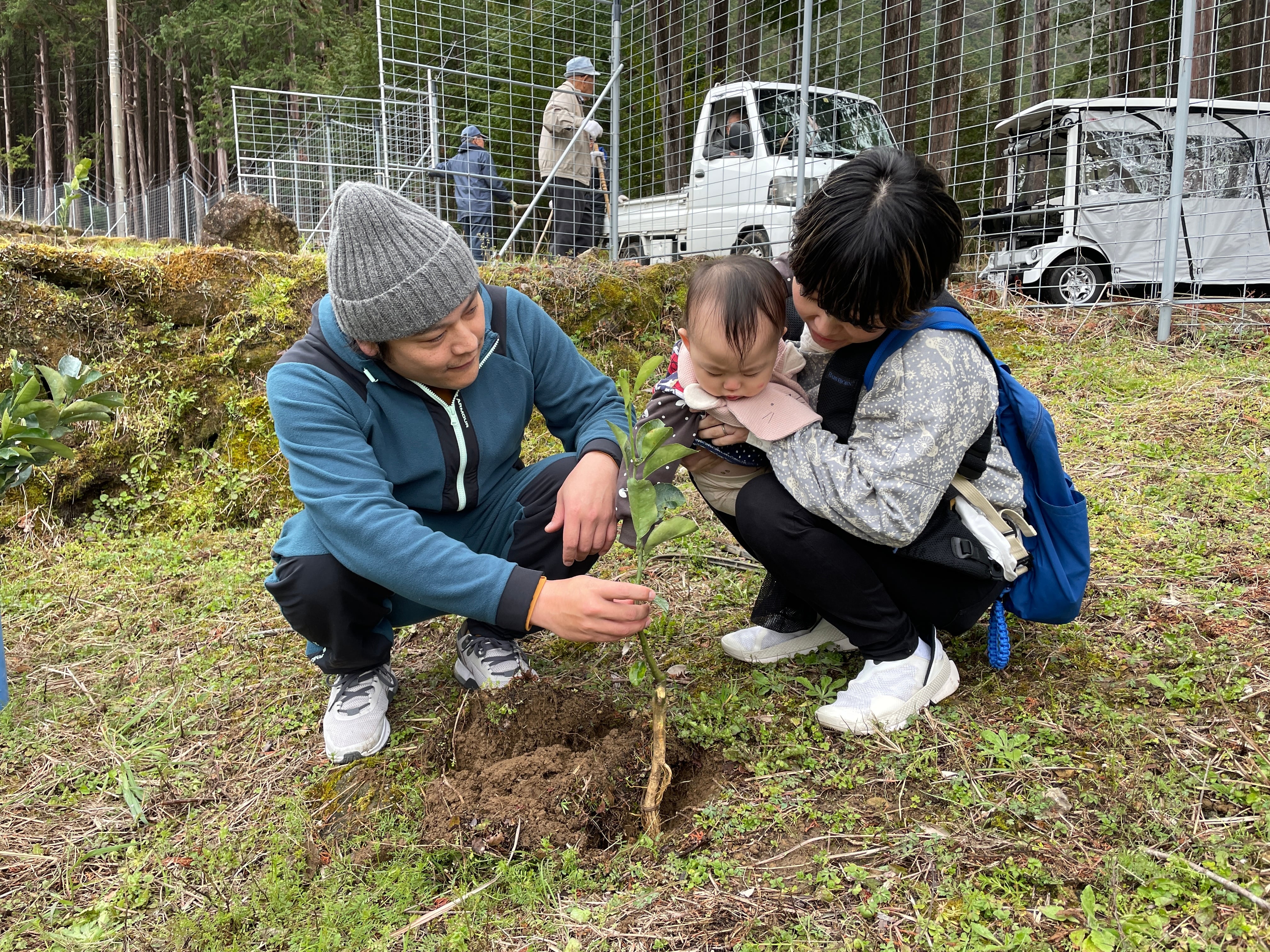 未来の甘夏の木 応援オーナー