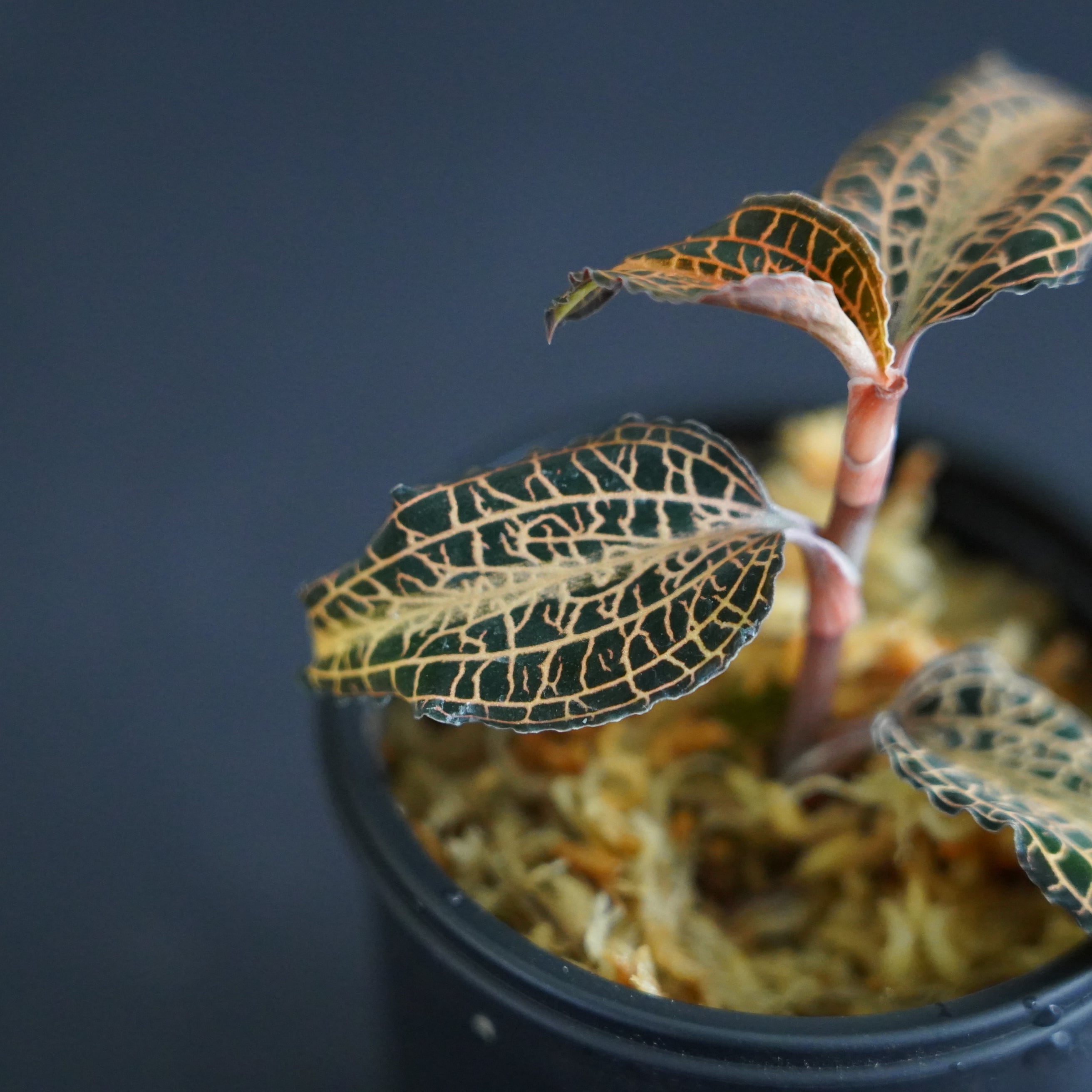 ◇現品◇アネクトキルス sp. 太脈type【ジュエルオーキッド宝石蘭