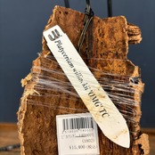 ビカクシダ OMG P. willinckii 'OMG' TC コルク仕立て【556】