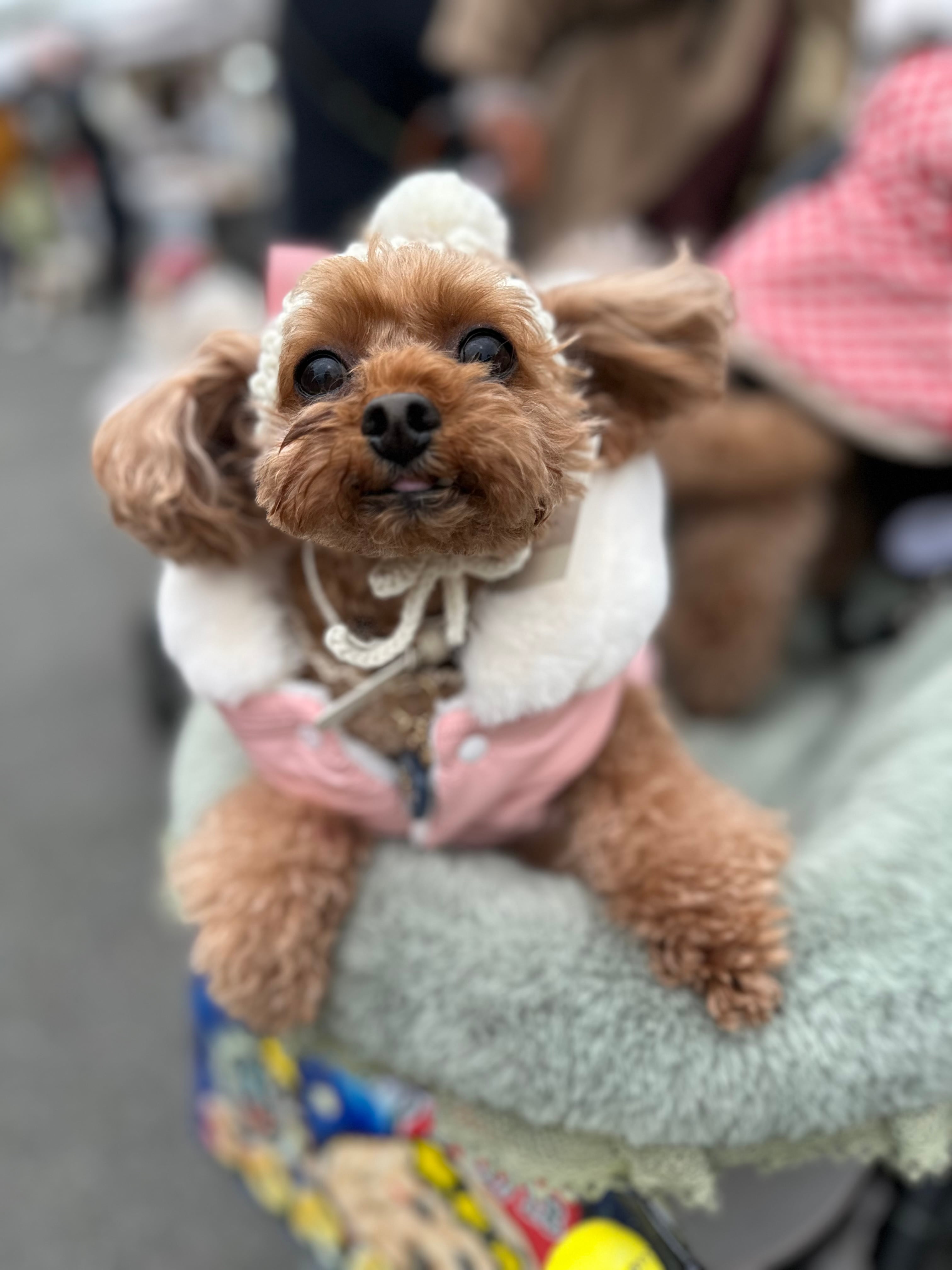 【即納】サンタボンネットLサイズ