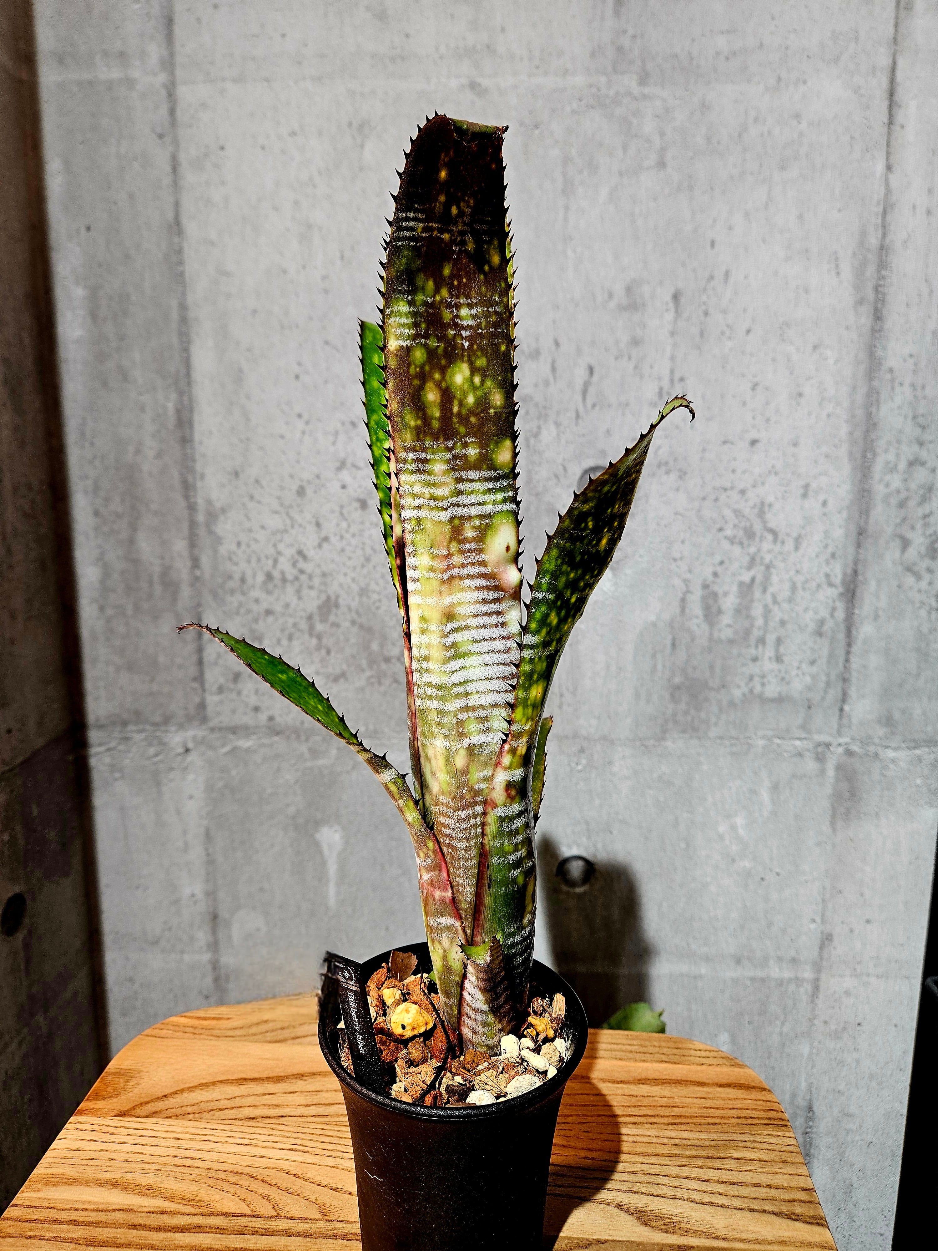 Billbergia Black Pearl② 抜き苗 タンクブロメリア Billbergia Black Pearl【artPLANTs】 ビルベルギア/タンク