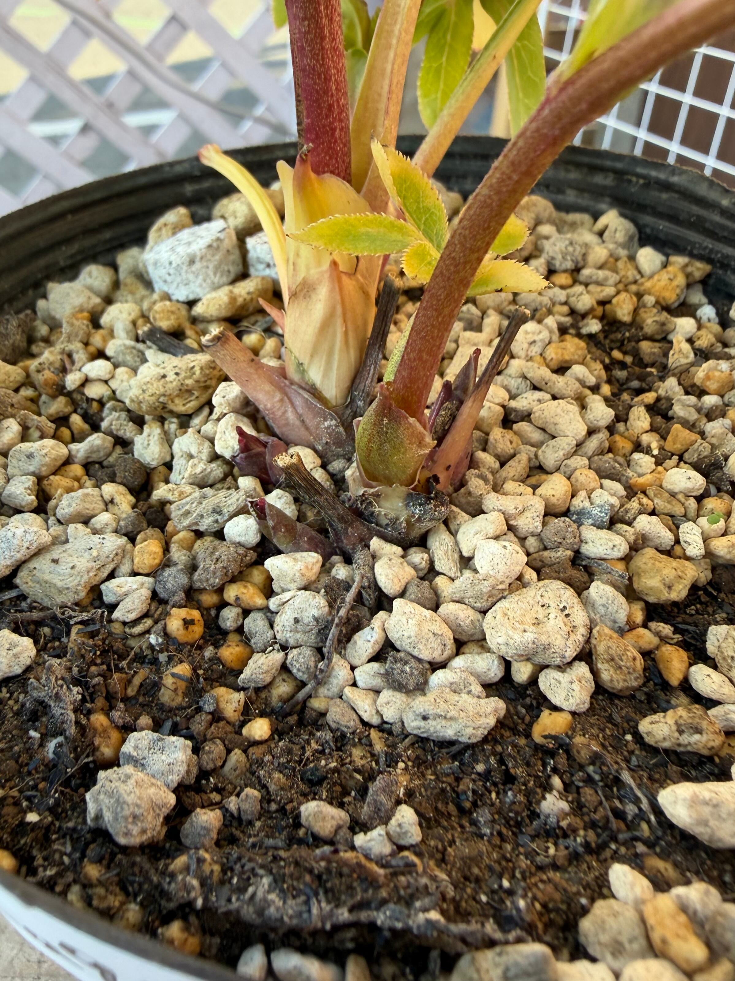 モーリー系バナナゴールド多弁sd 加藤農園 クリスマスローズ【Ka96