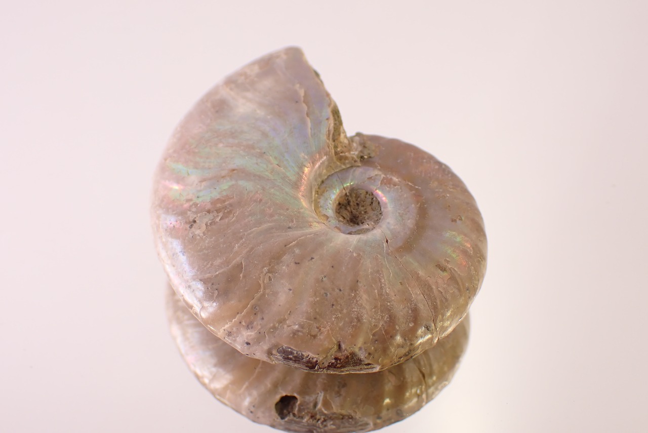 アンモナイト　18.86g　[D11‐527]