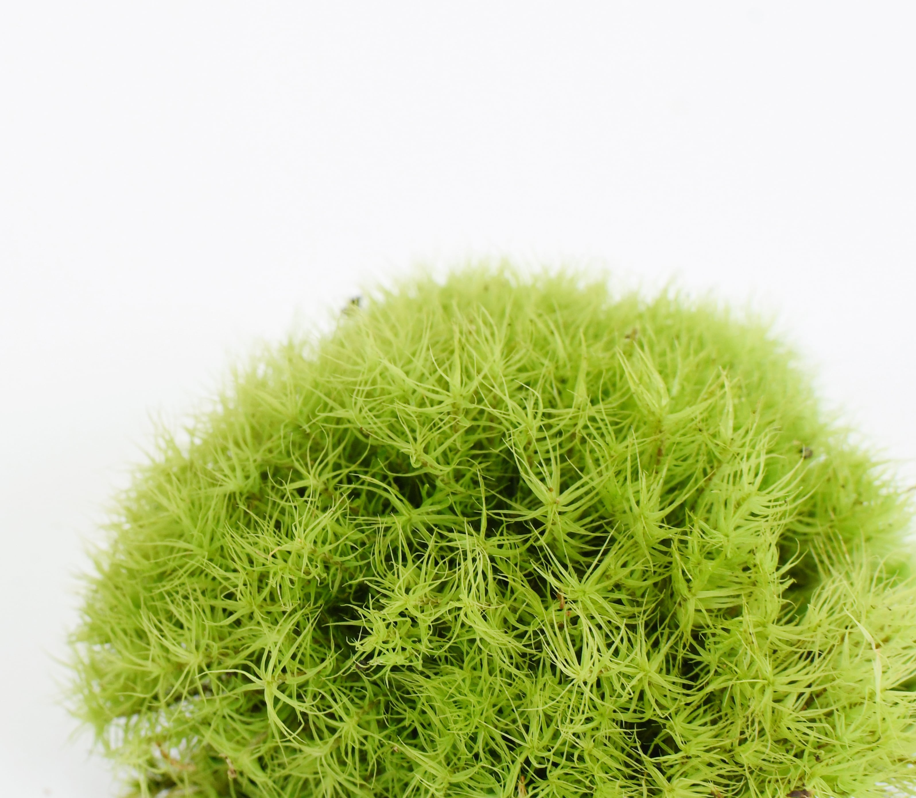 タマゴケ 苔テラリウム作製用素材苔 | 苔テラリウム専門ショップ道草