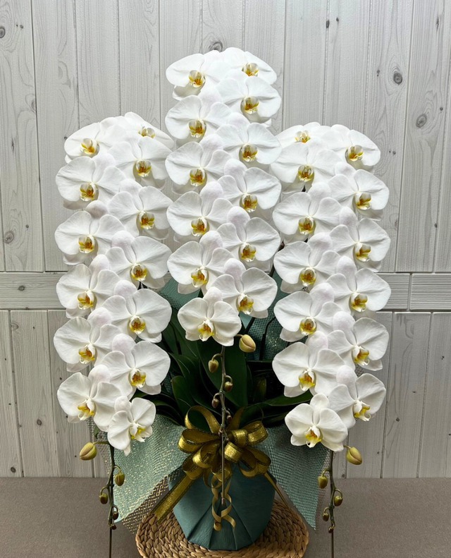 3本立　ロングPlus（48輪～51輪程度）　白　【特別な瞬間を彩る圧巻の一鉢】圧倒的なボリュームと気品溢れる美しさを感じる一鉢に仕上げました。目を奪う豪華さで、企業の周年記念や特別なお祝いに最適です。