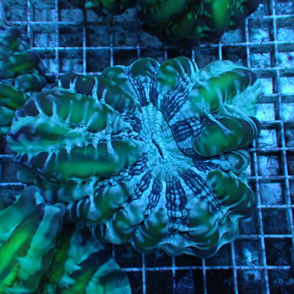 コハナガタサンゴ | HOUSE REEF(ハウスリーフ)サンゴ・海水魚・海藻