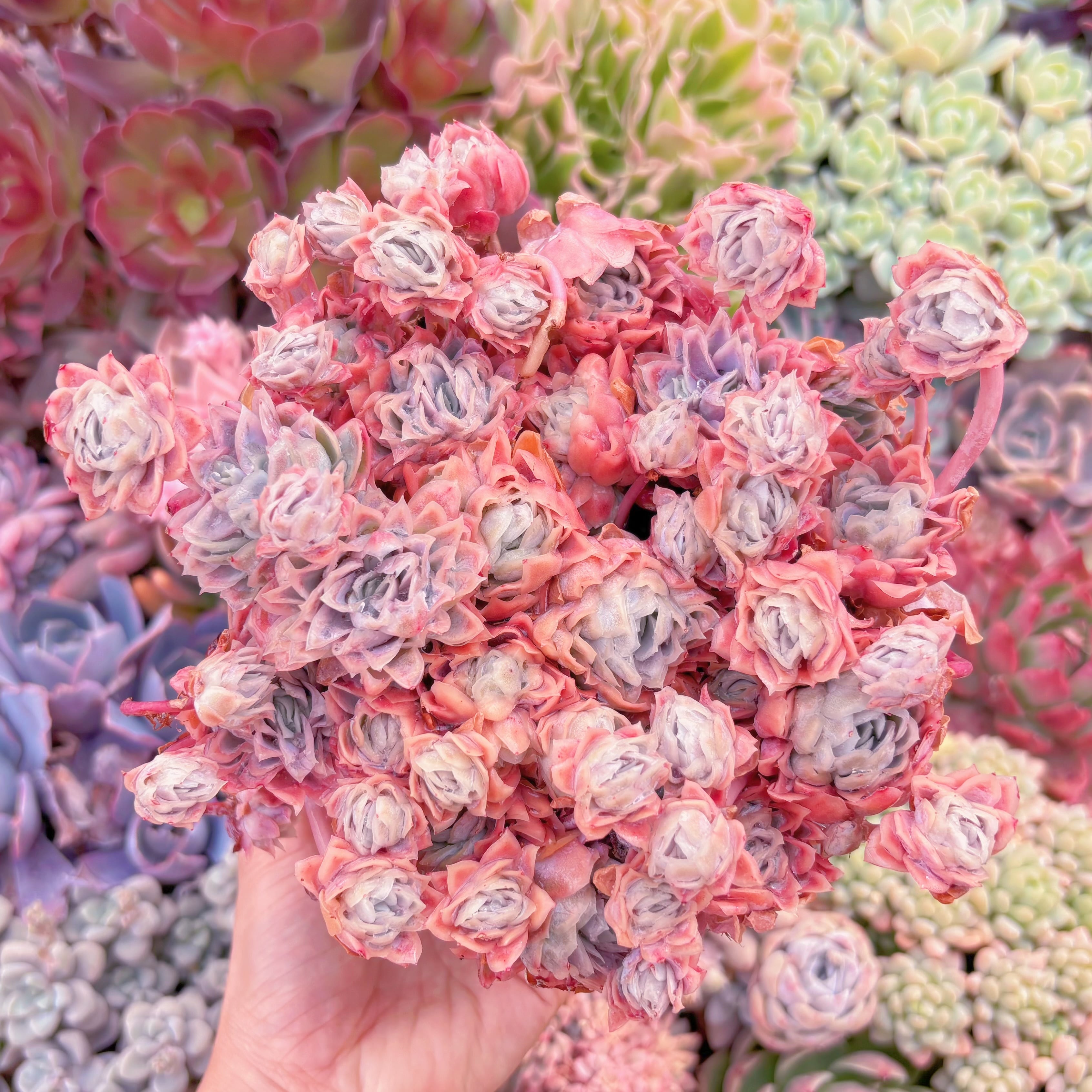 現品　クィーンローズ覆輪錦#792　特大群生　新入荷