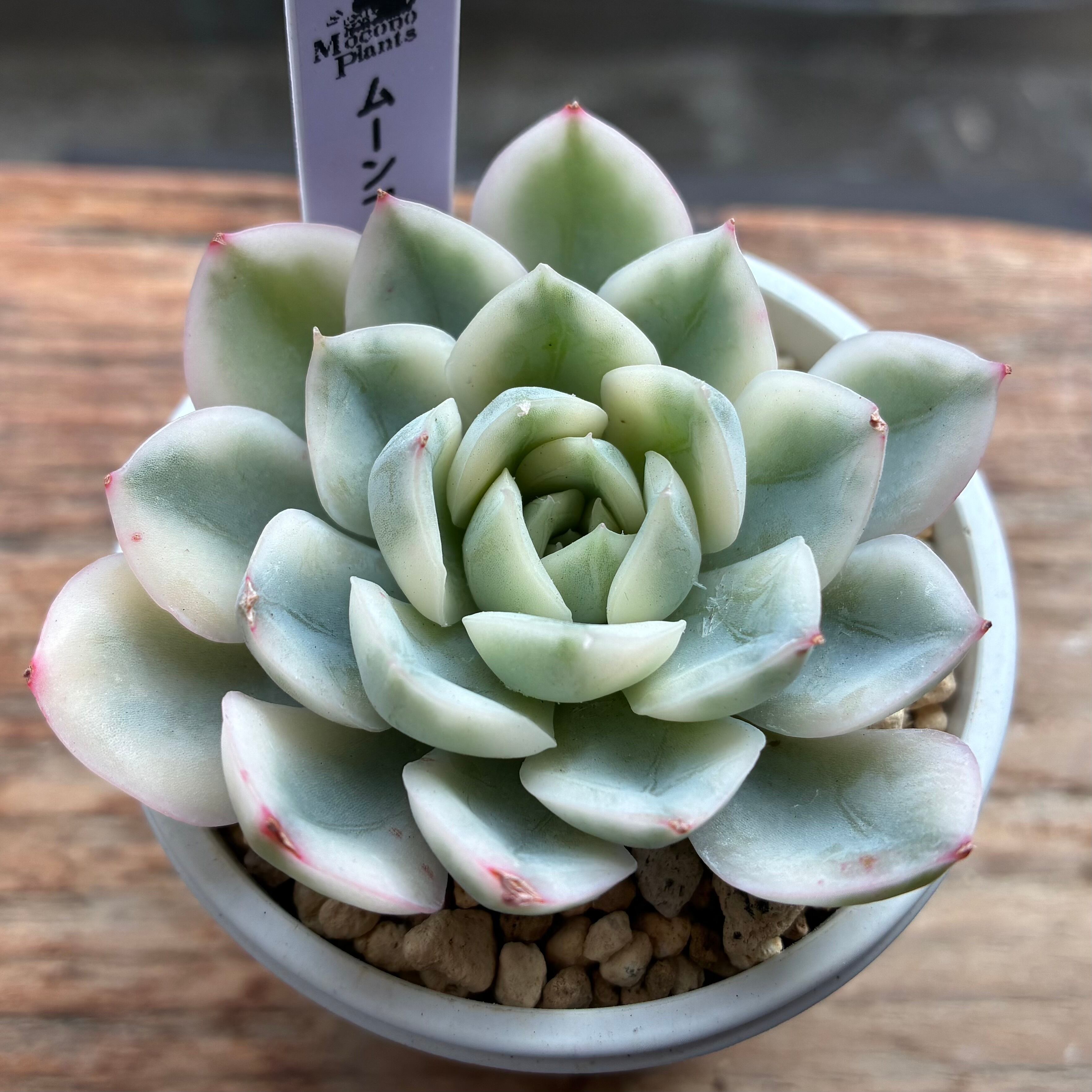 ハオルチア 花狐錦 | mocono_plants