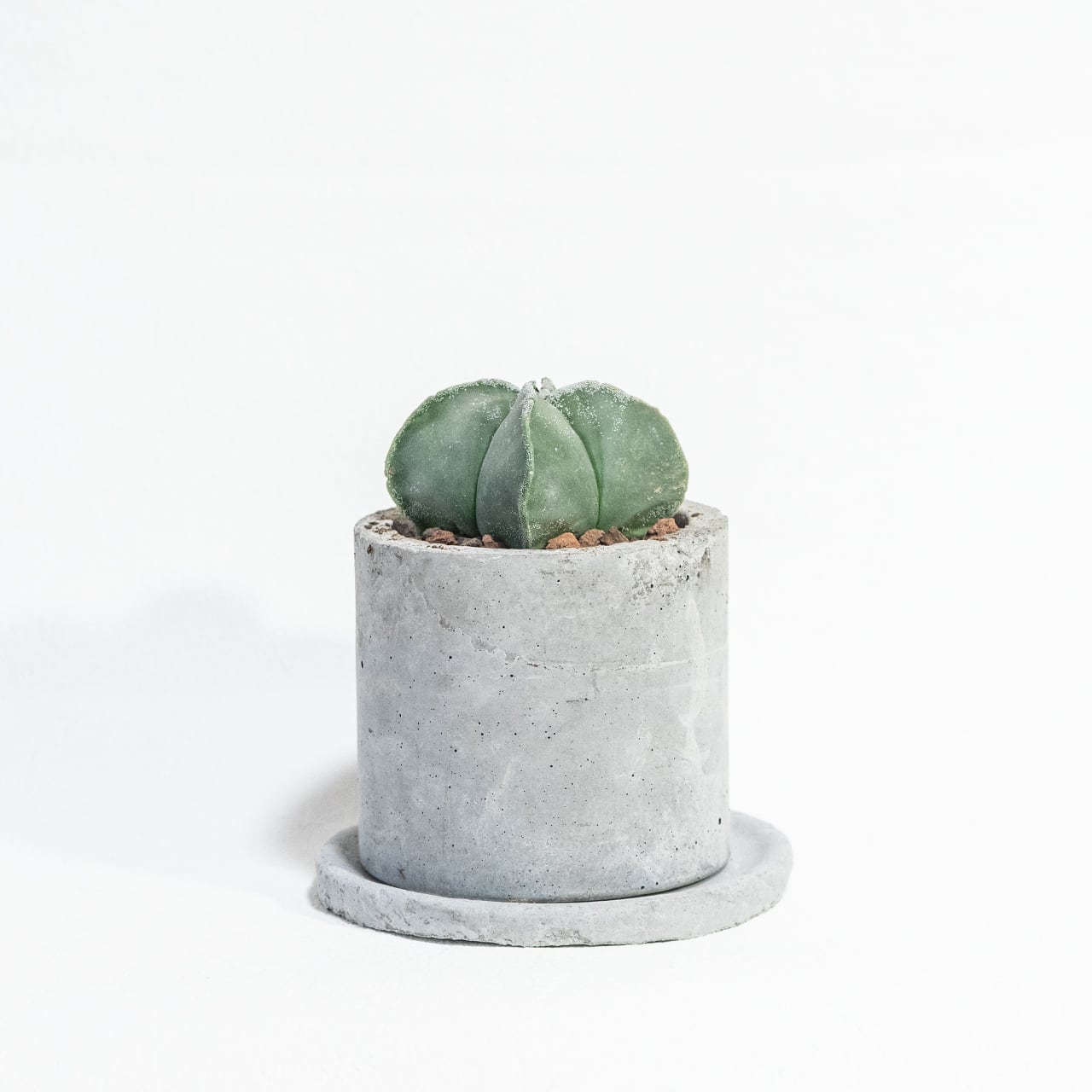 碧瑠璃ランポー玉|幾何学的なフォルムと上品なマット質感が映える1点物サボテン【モルタル鉢仕立て】