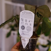 【正規タグ】Anthurium 'Michelle' by DOC BLOCK⑭ / アンスリウム・ミシェル│観葉植物
