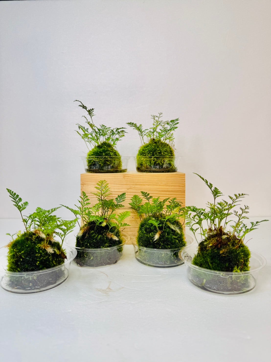トキワシノブ 苔玉 常盤忍 | ハンギング PLANTS SHOP OLIVE