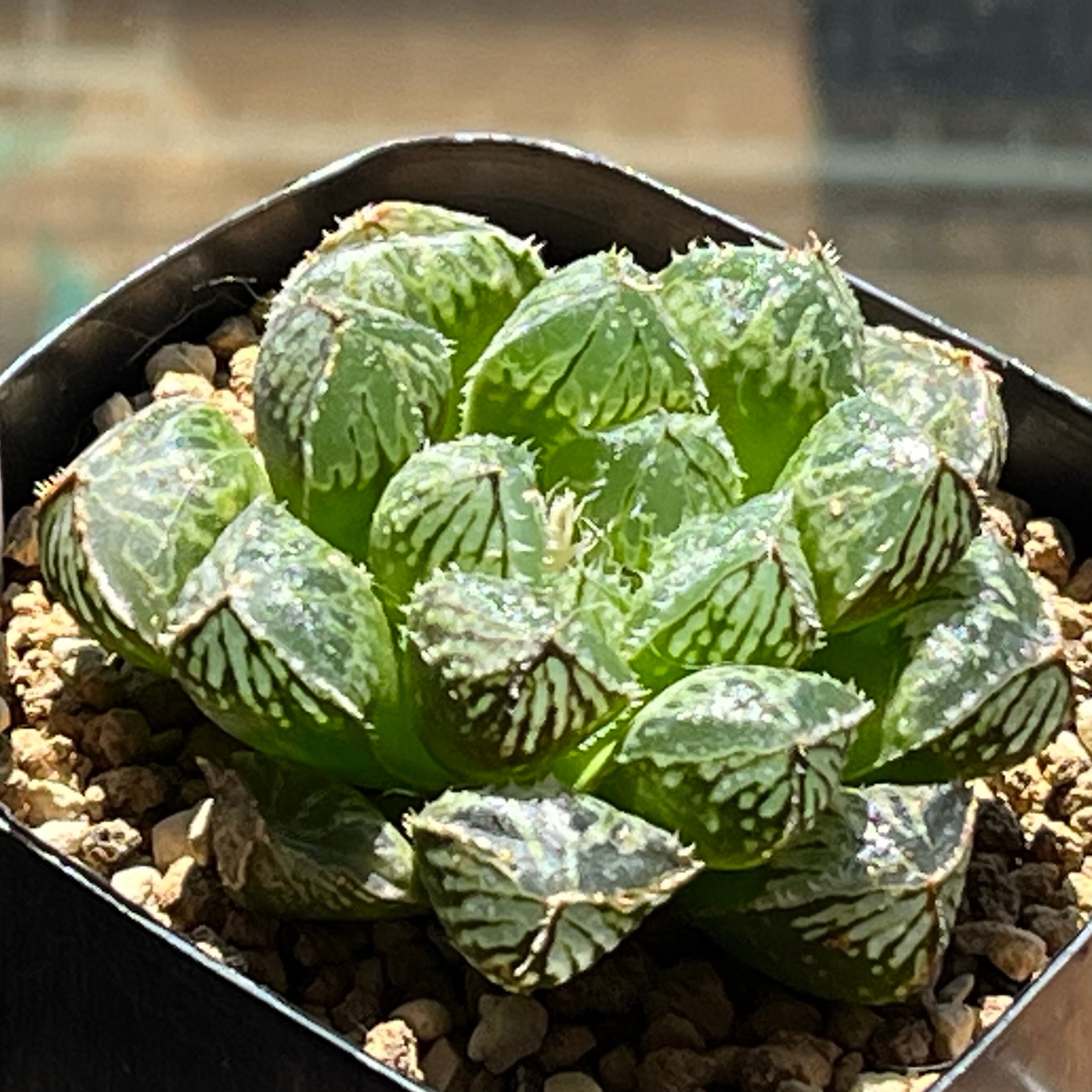オブツーサ系 | mocono_plants