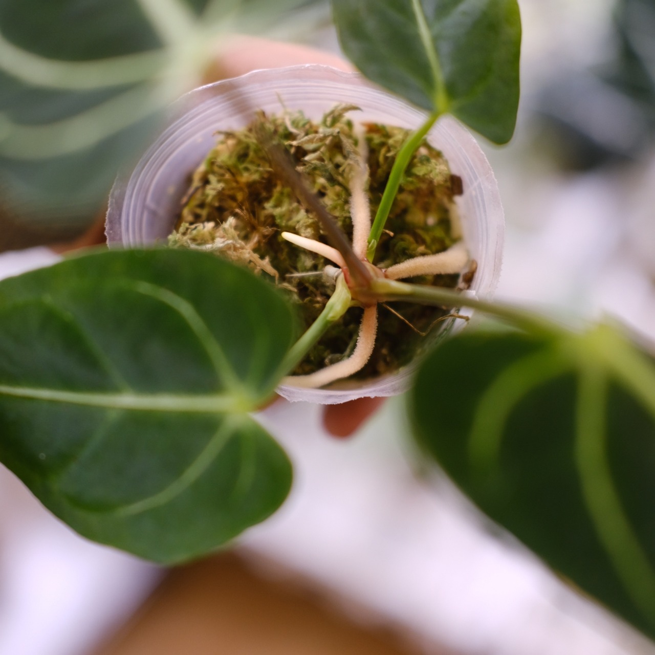 アンスリウム・レガレ / Anthurium Regale⑭│観葉植物