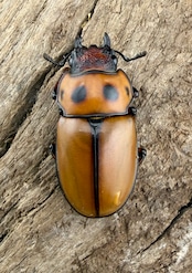 【WF1】《グラディアトールメンガタクワガタ 43.5mm ペア》