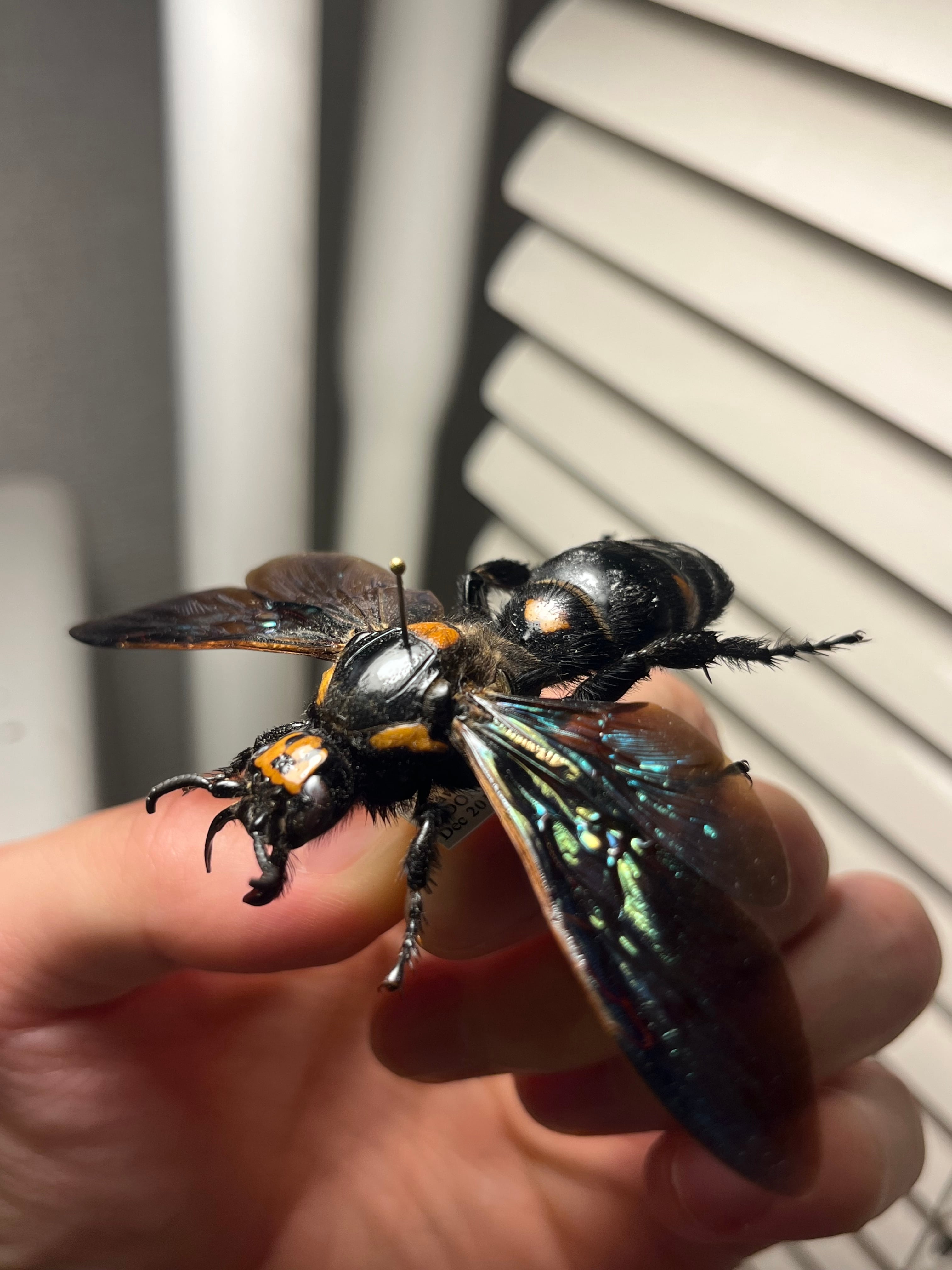 雀蜂最大級】ツチバチ60mm Megascoliaハチトンボゼミセミ蝉カゲロウ