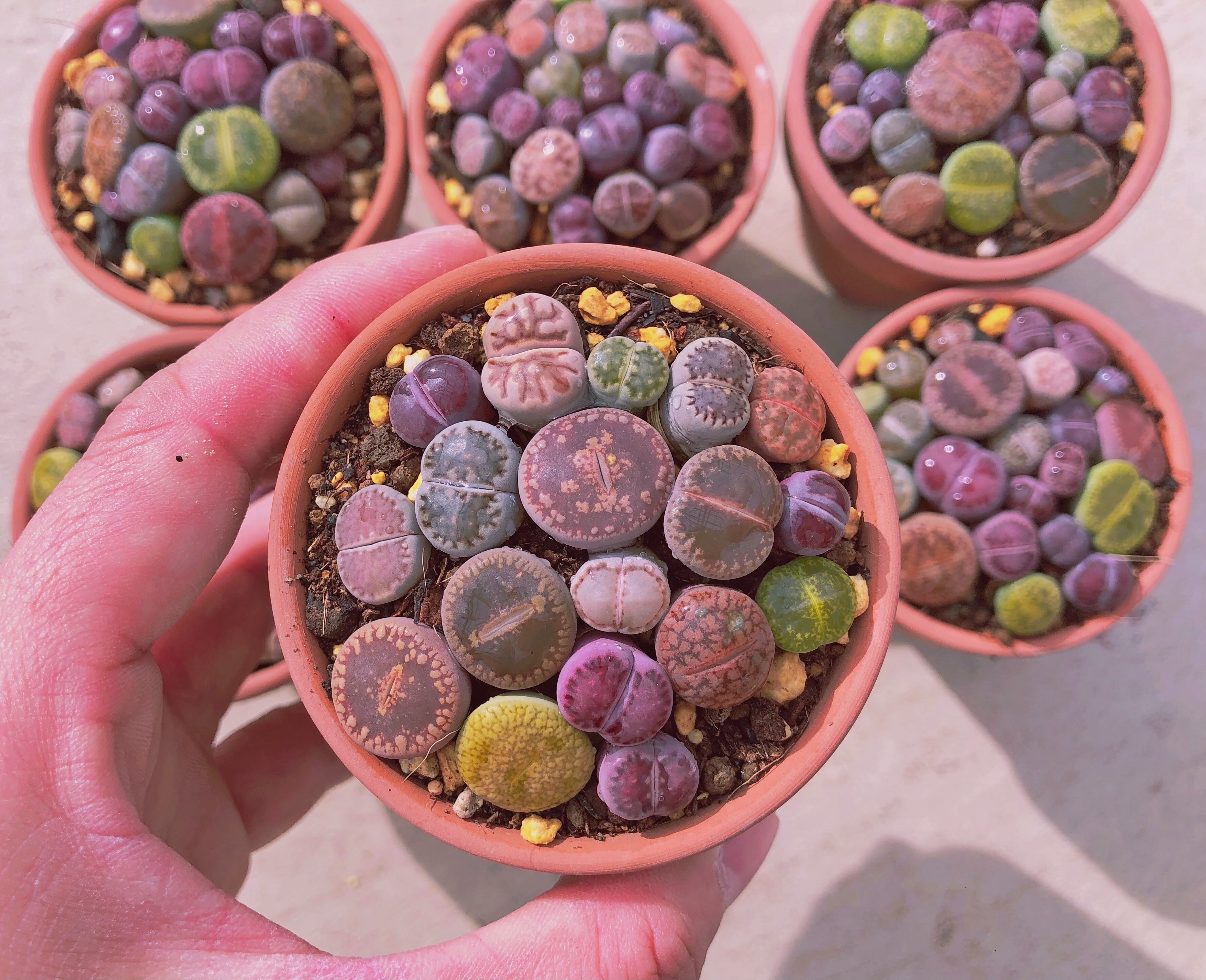 つねりん 多肉植物のオルゴナイト全10点セット 多肉植物 レッドエッグ錦♡抜き苗 多肉植物 ピンクプリティ錦